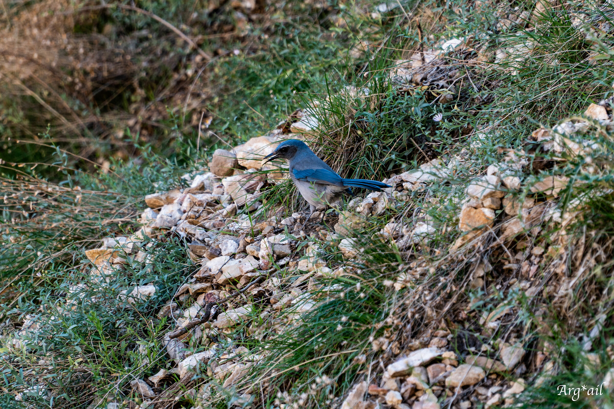 Grand Canyon - blue bird