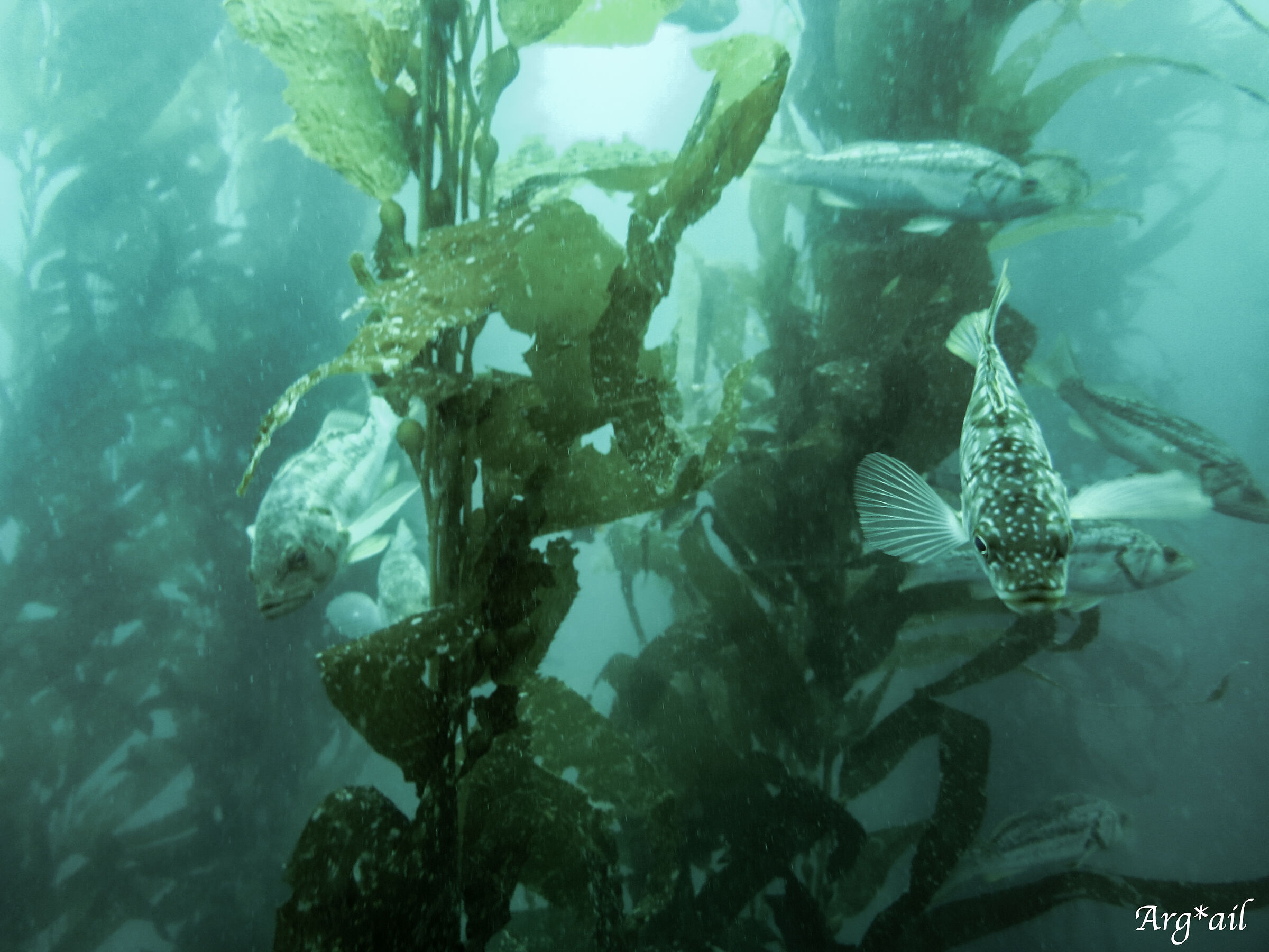 San Diego, California - Kelp Forest