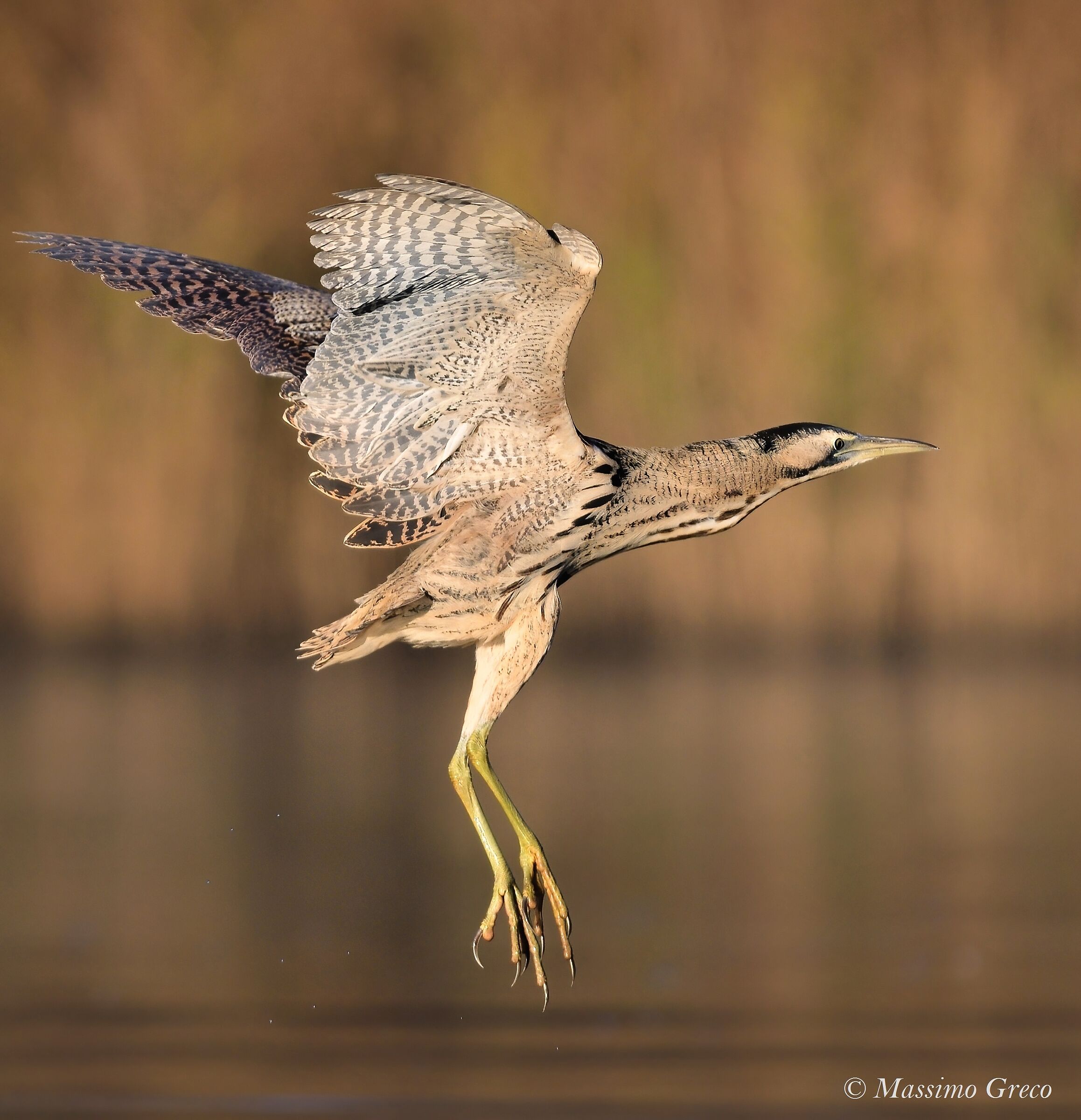 Tarabuso Department (Botaurus stellaris)