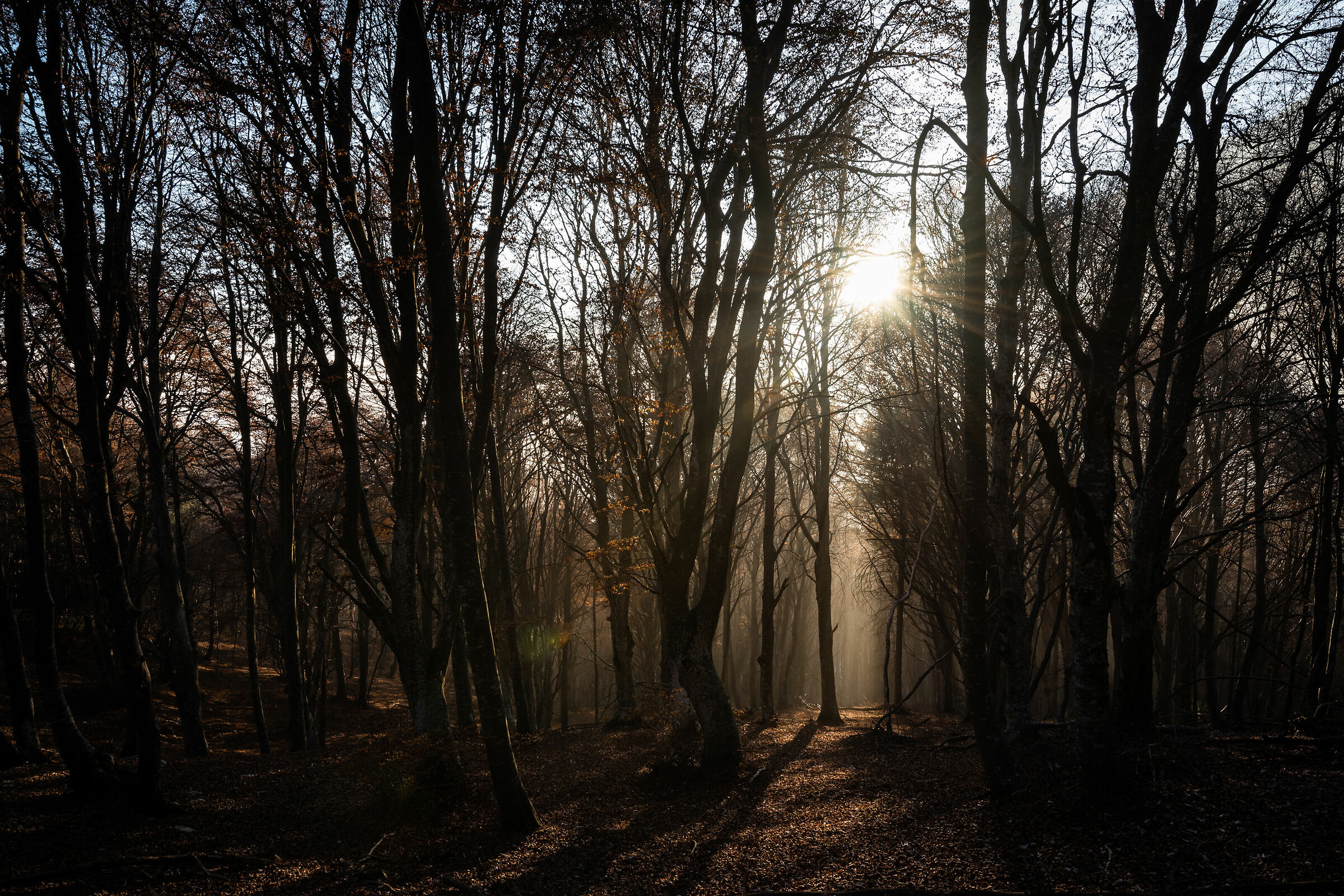 La faggeta autunnale