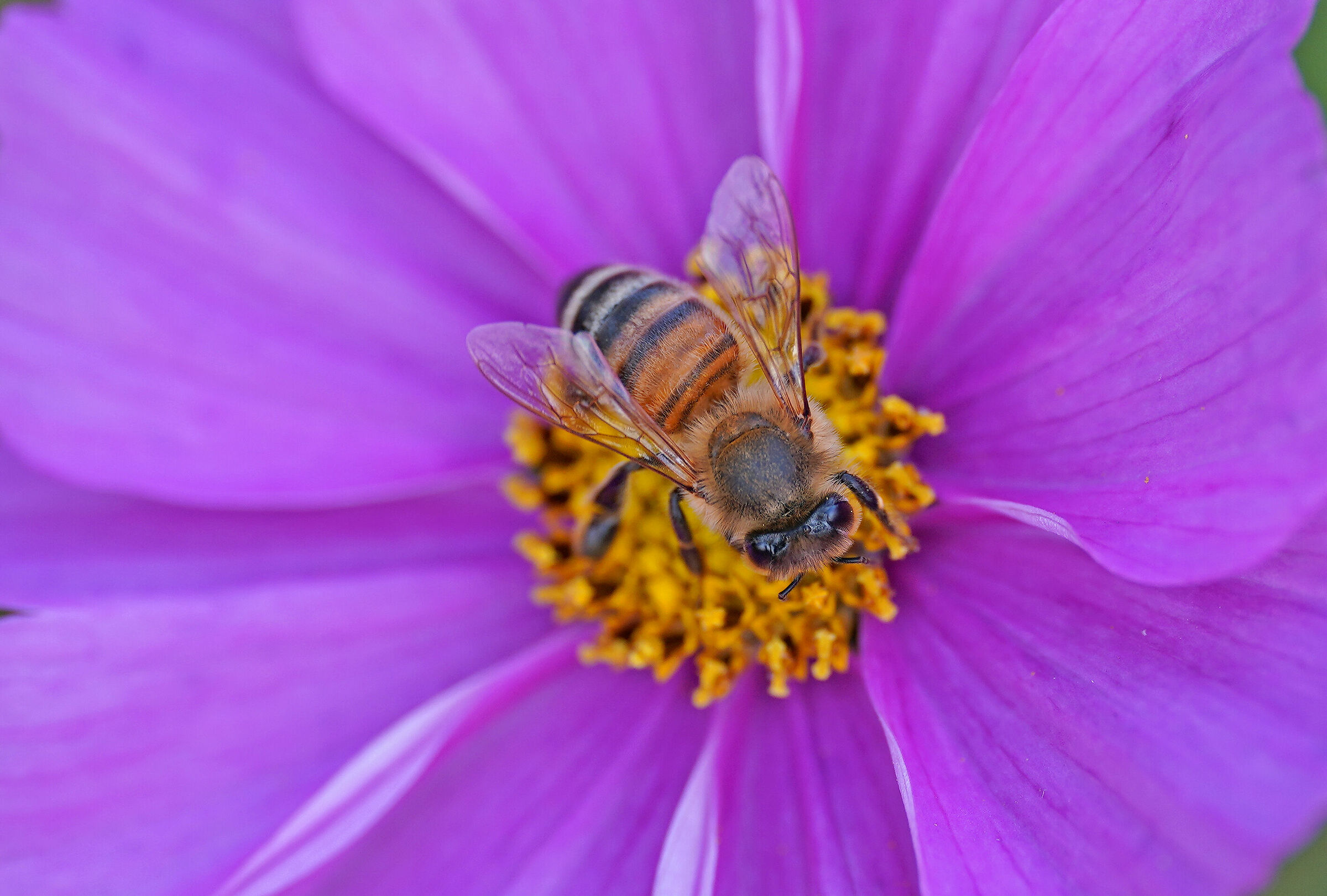 test Sigma 105 art macro DN