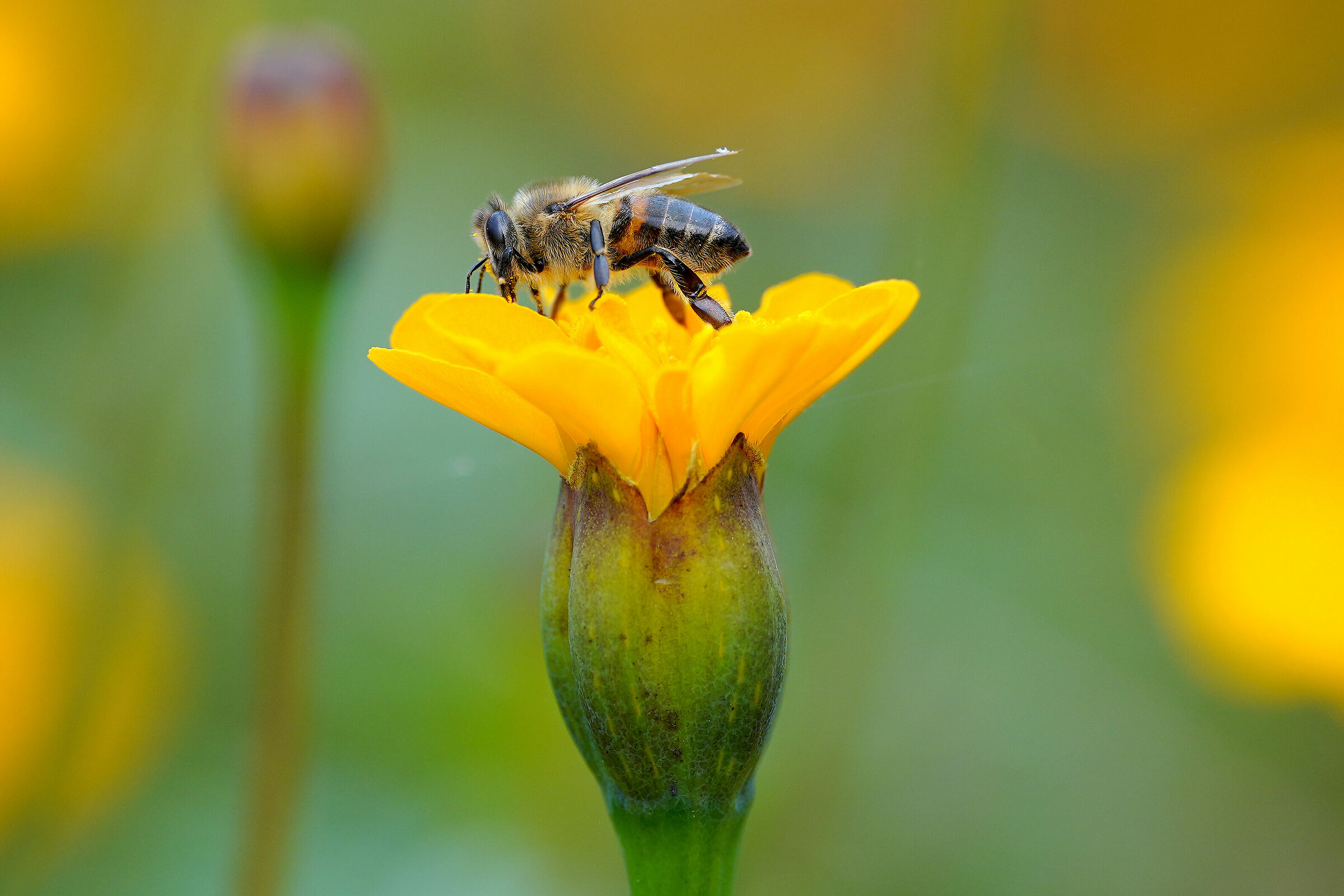 test Sigma 105 art macro DN