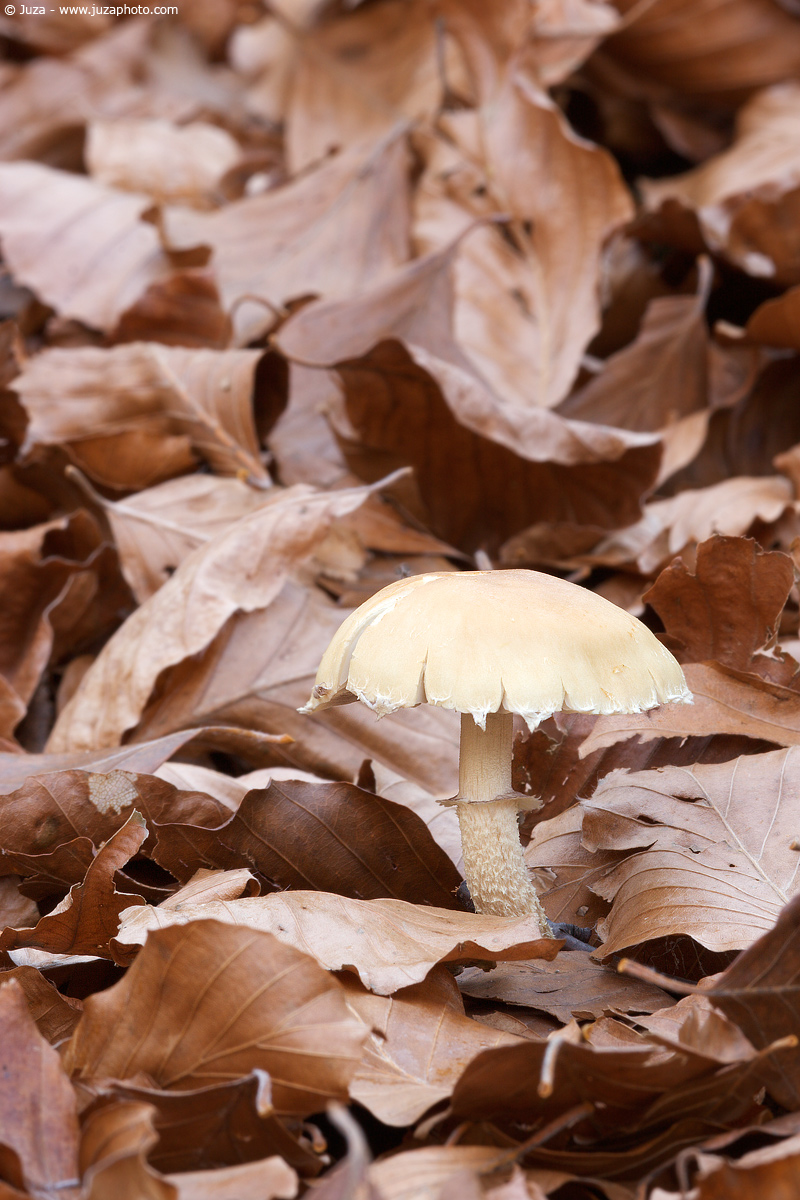 Psilocybe scaly, 003867