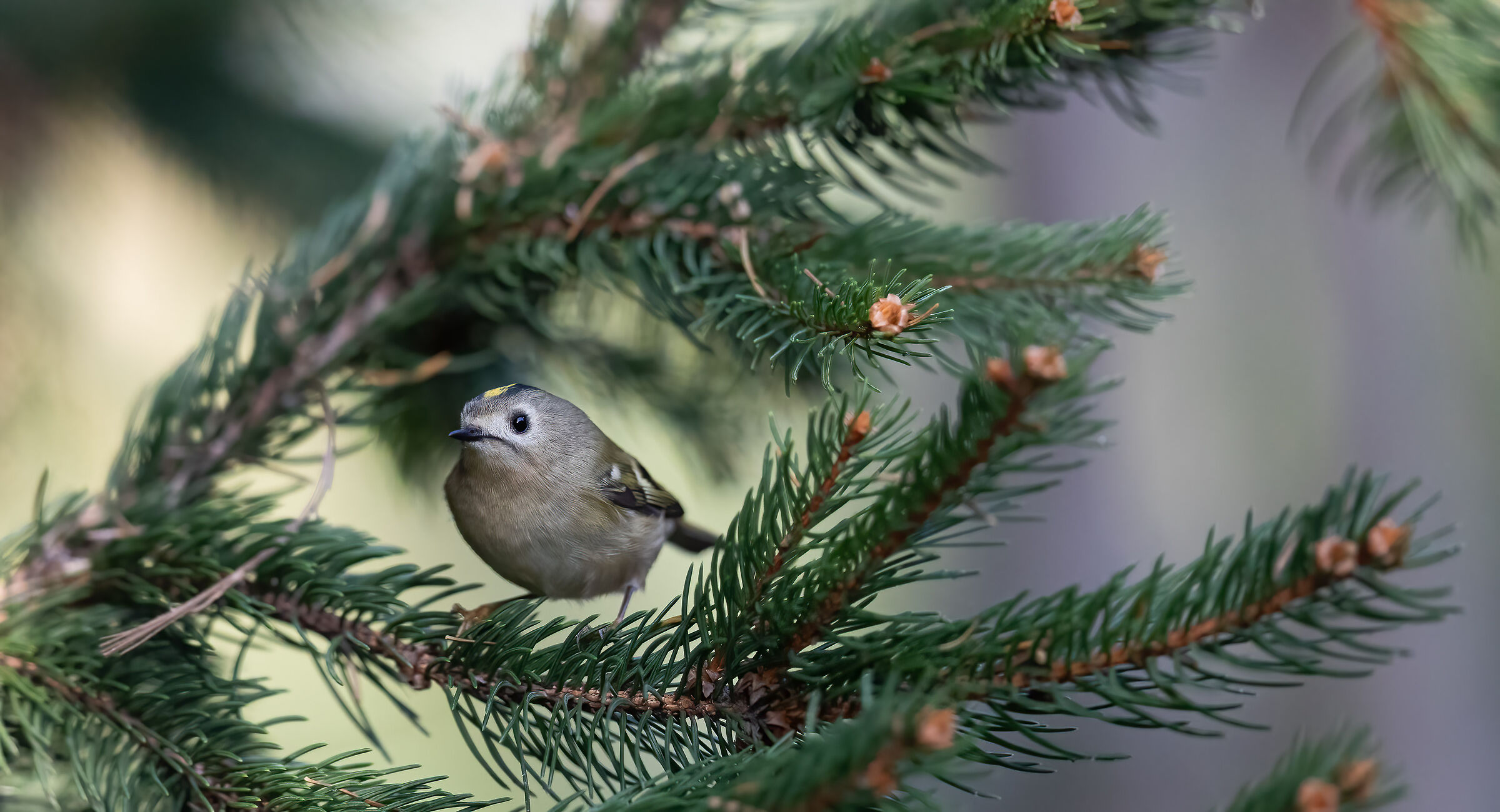 Regolo (Regulus regulus)