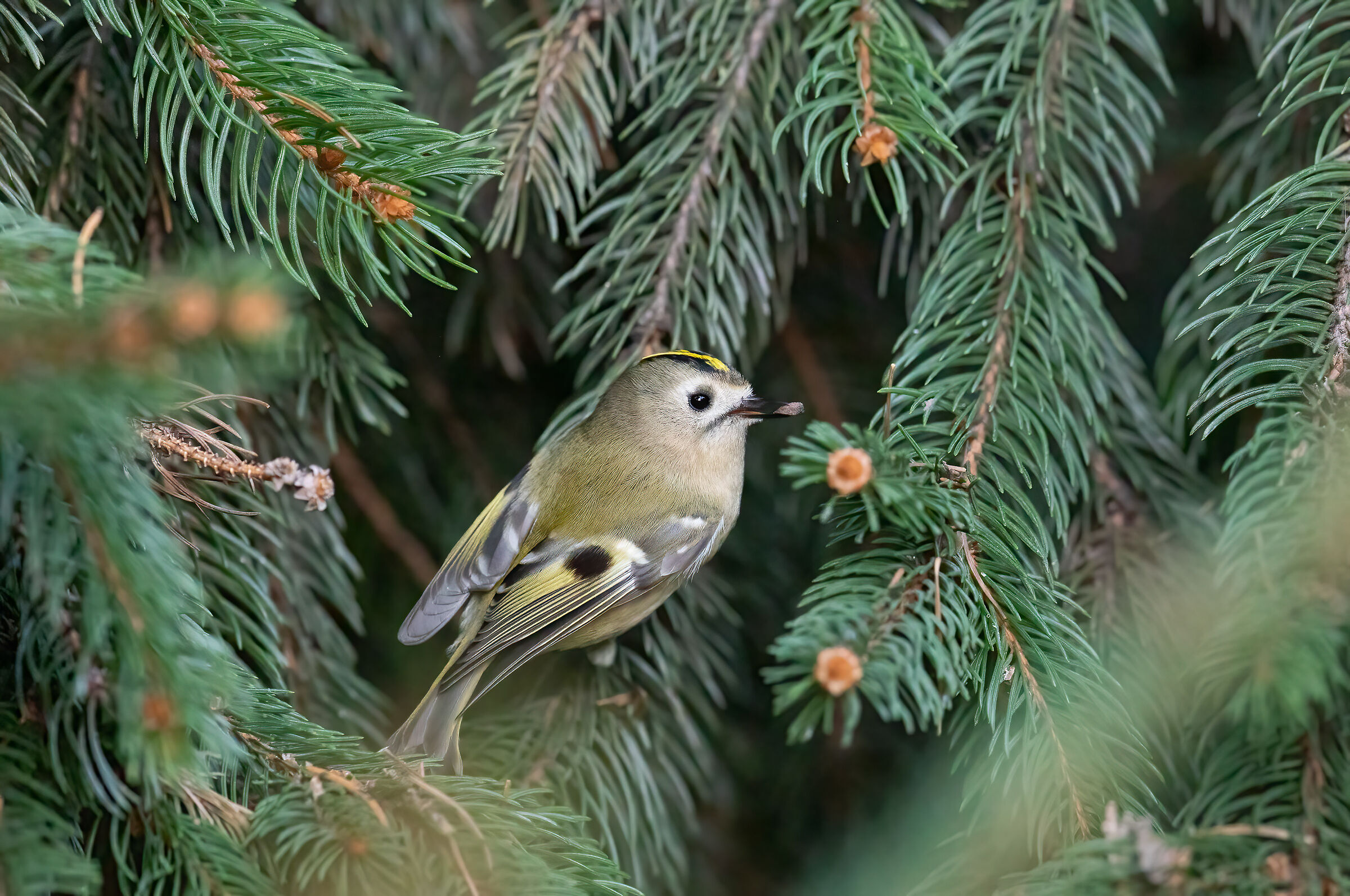 Regolo (Regulus regulus)