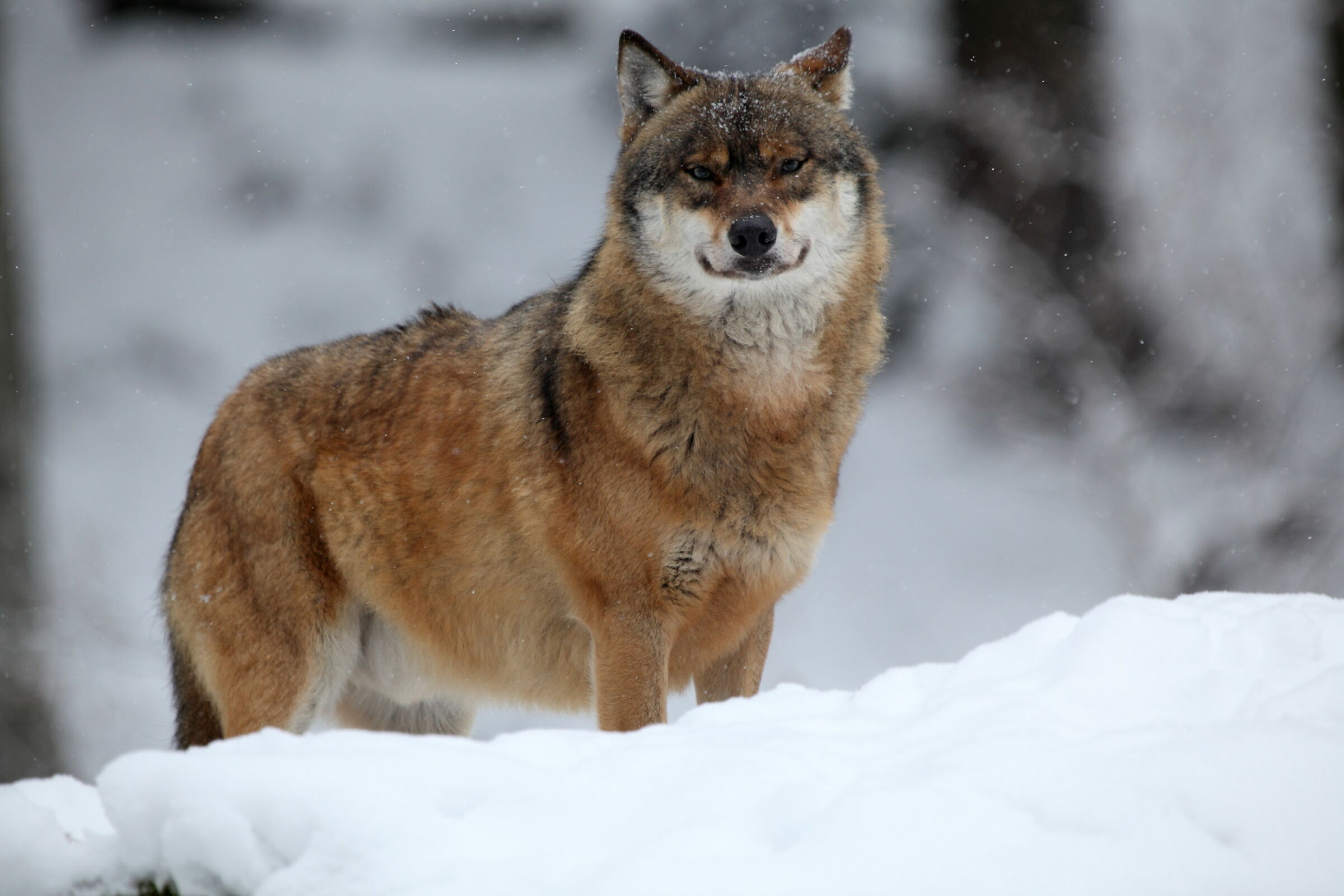 Wolf
