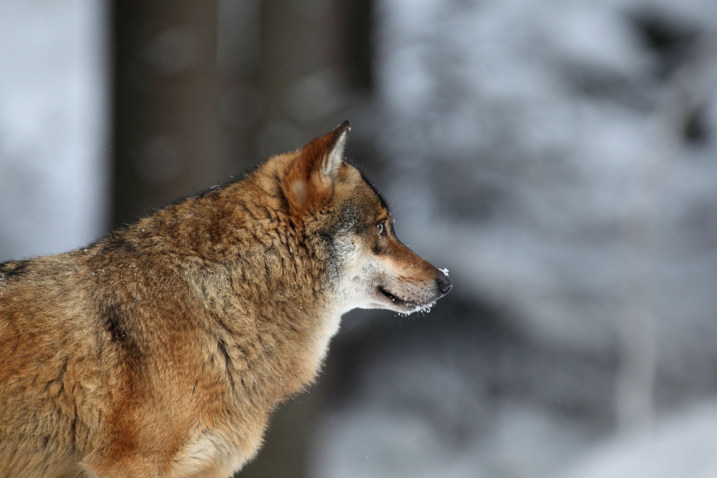 Wolf