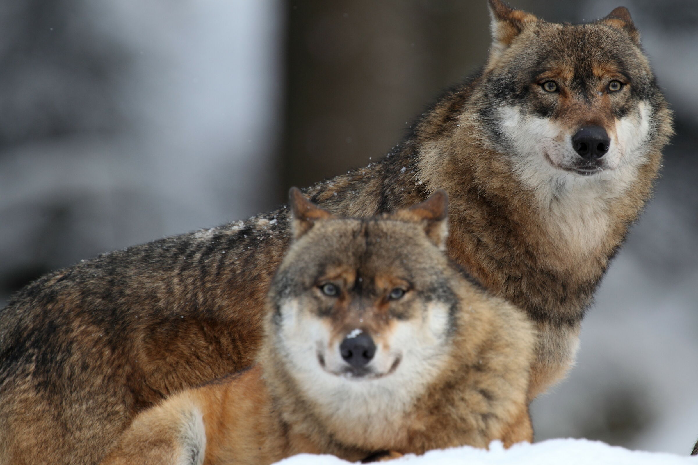 Wolf