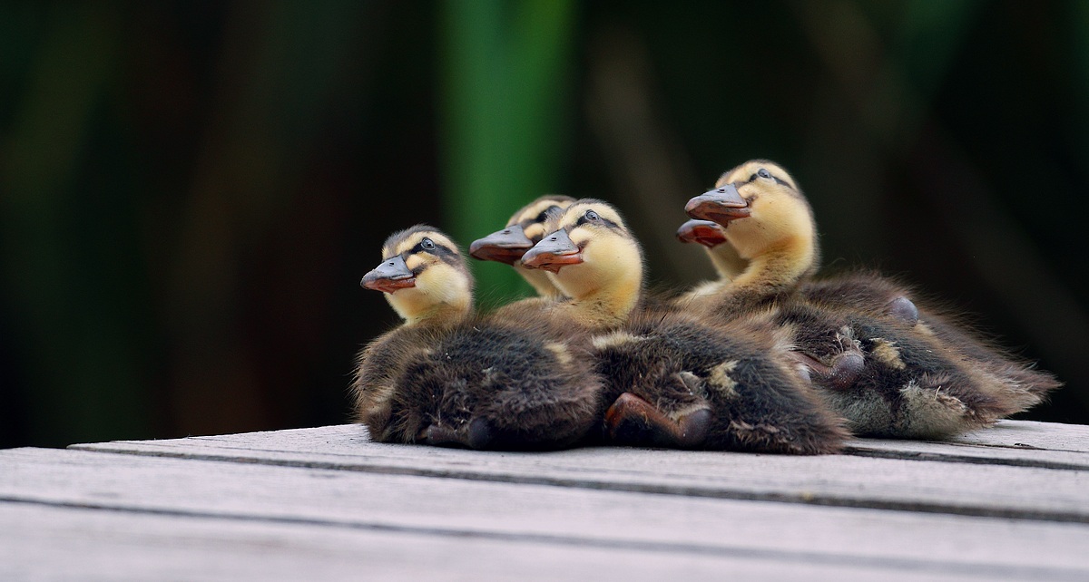 * Balletto sincronizzato