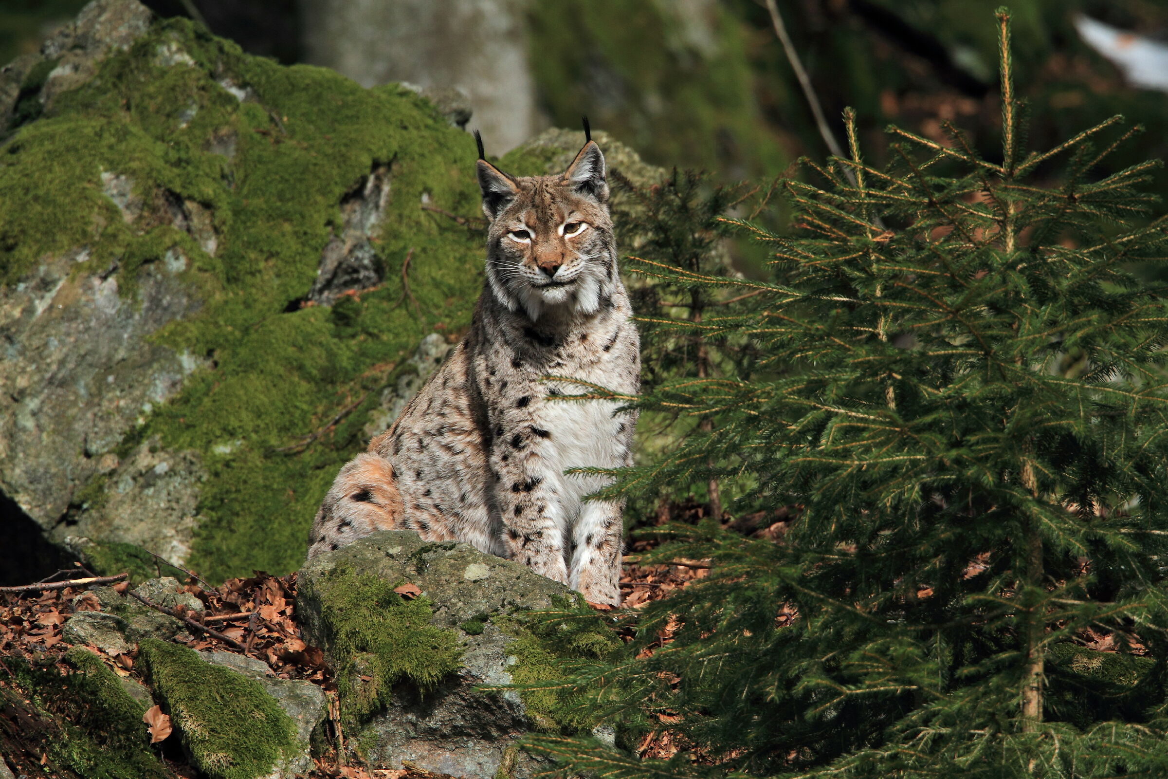 Lynx