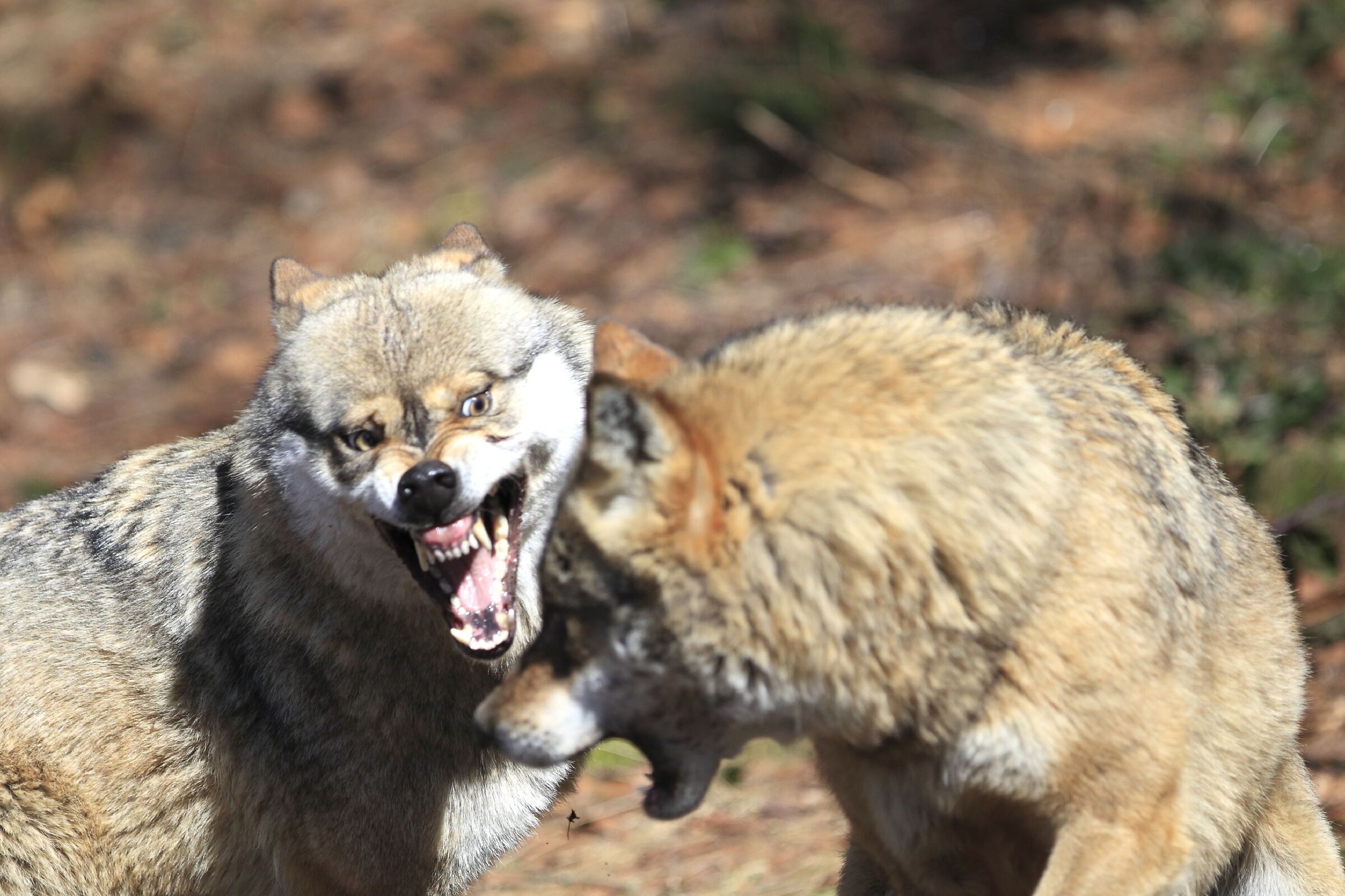 Wolf