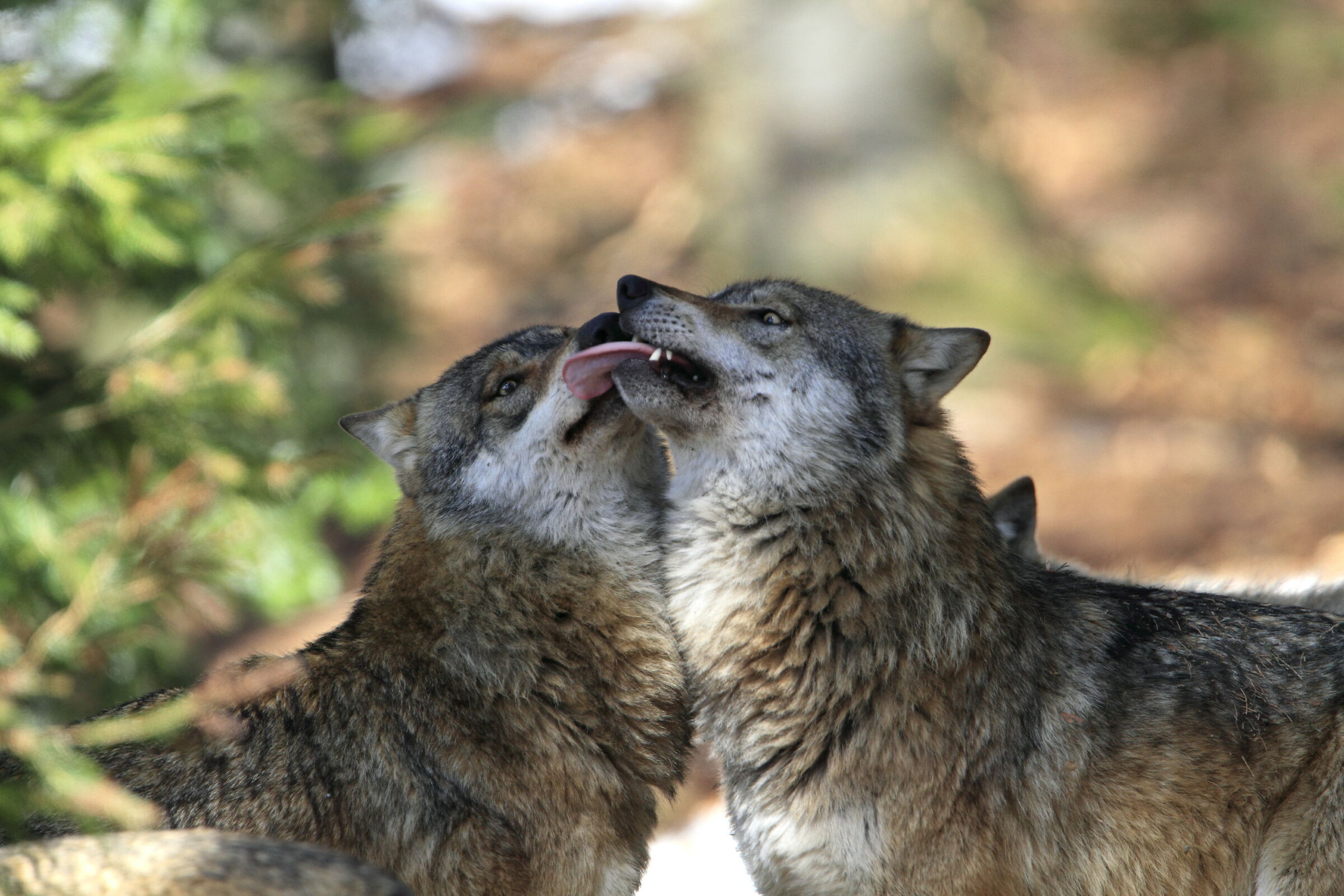 Wolf