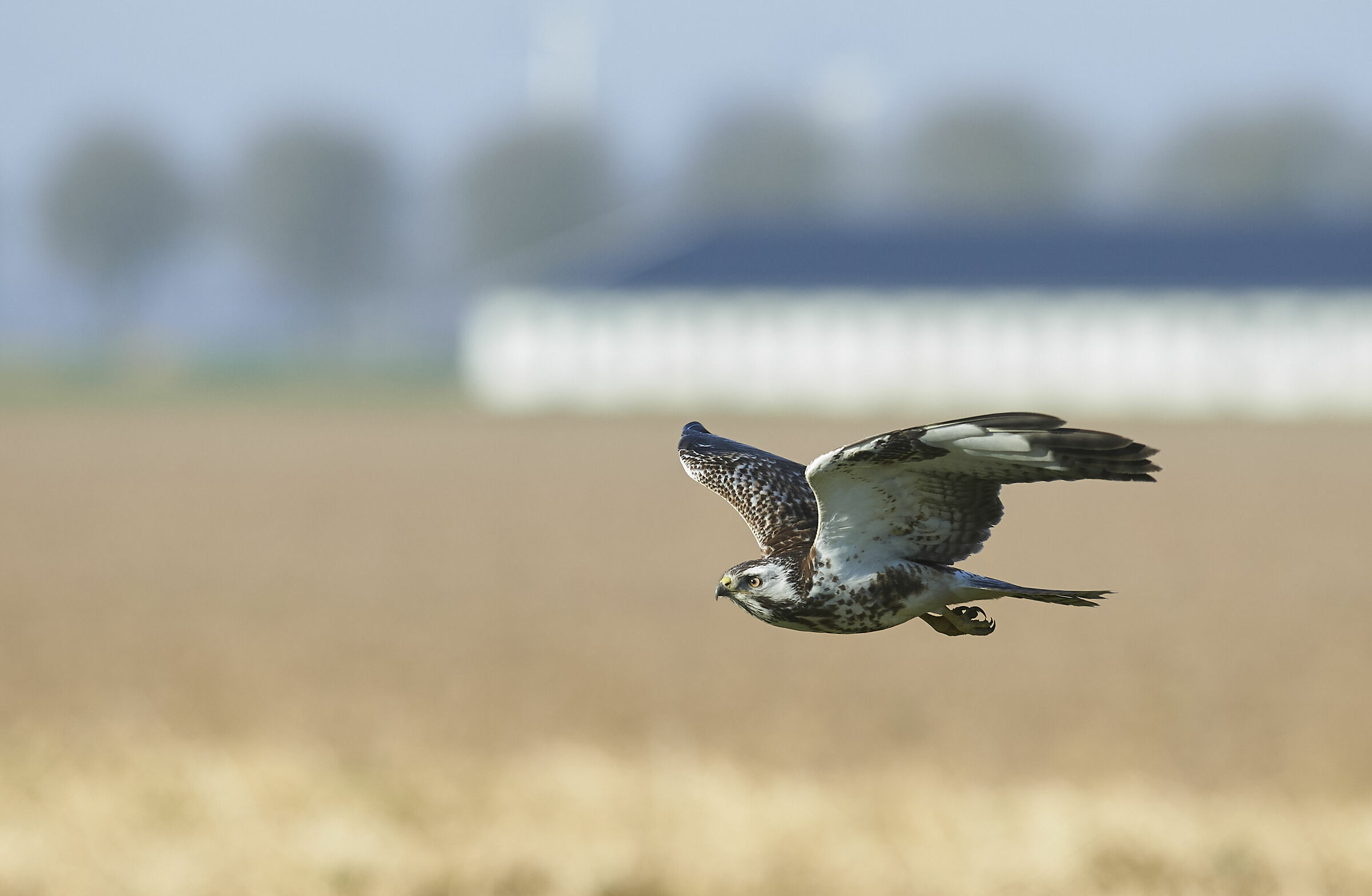European common Buzzard (Buteo buteo)