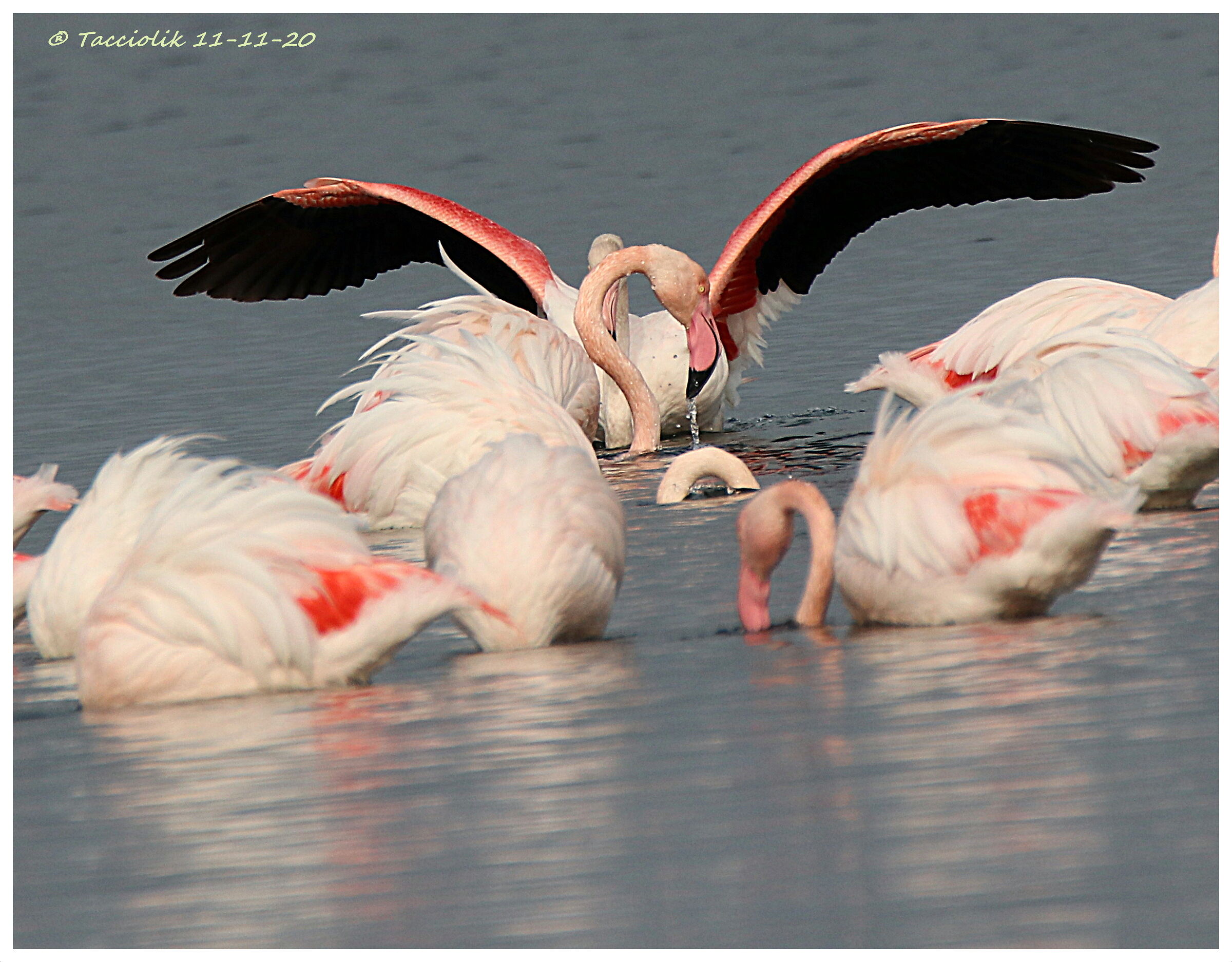 Fenicotteri in Laguna