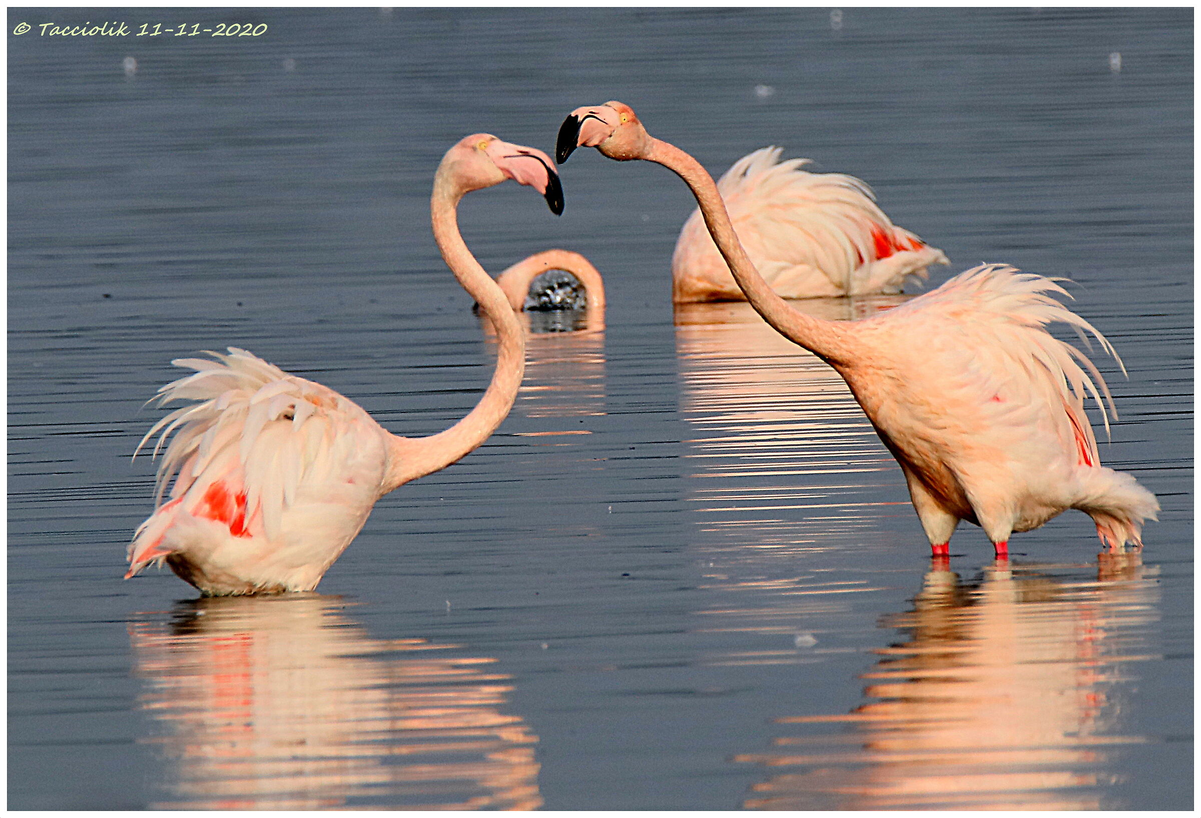 Fenicotteri in Laguna novembre  2020