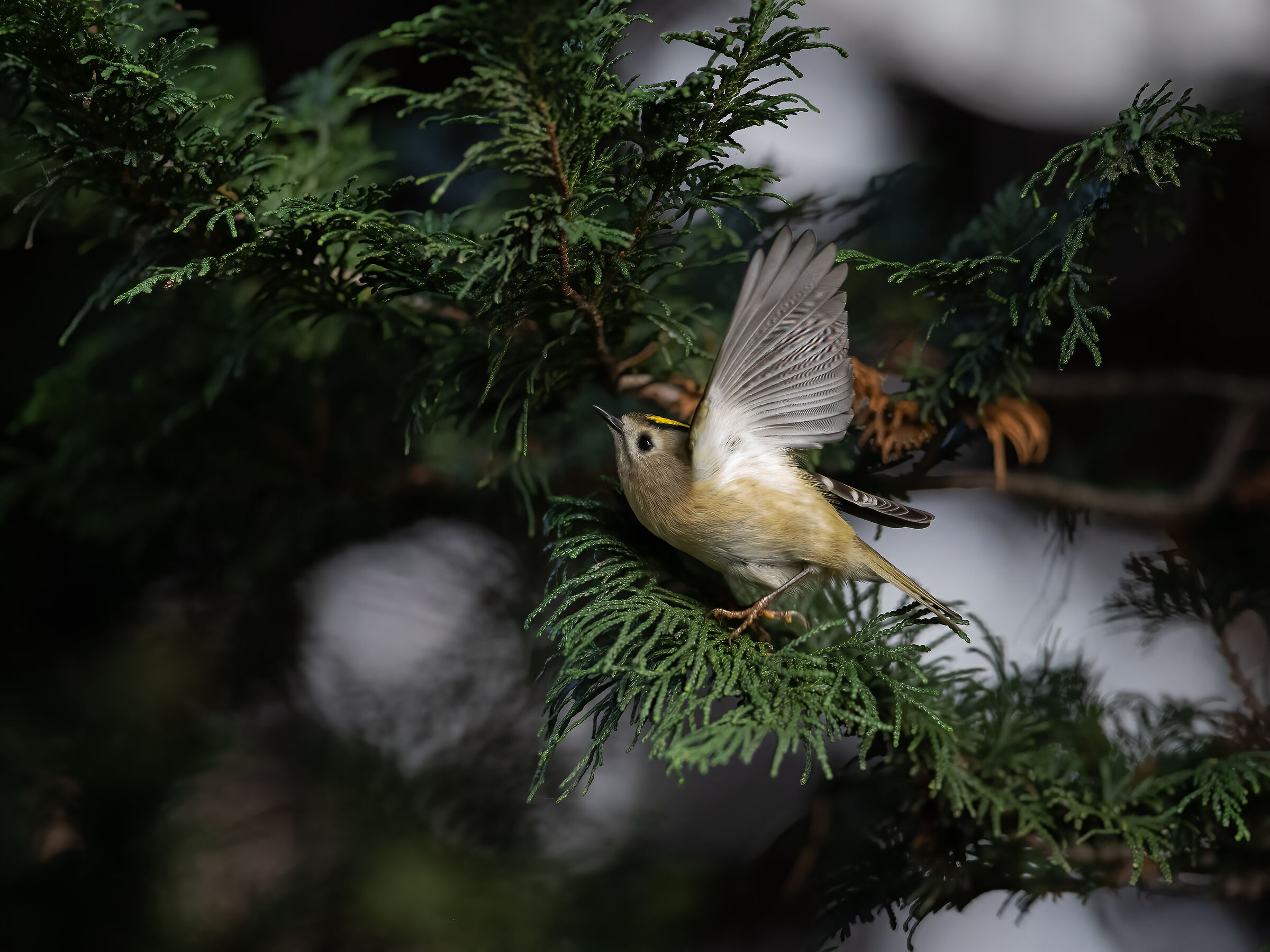 Lo scatto del regolo (Regulus regulus)