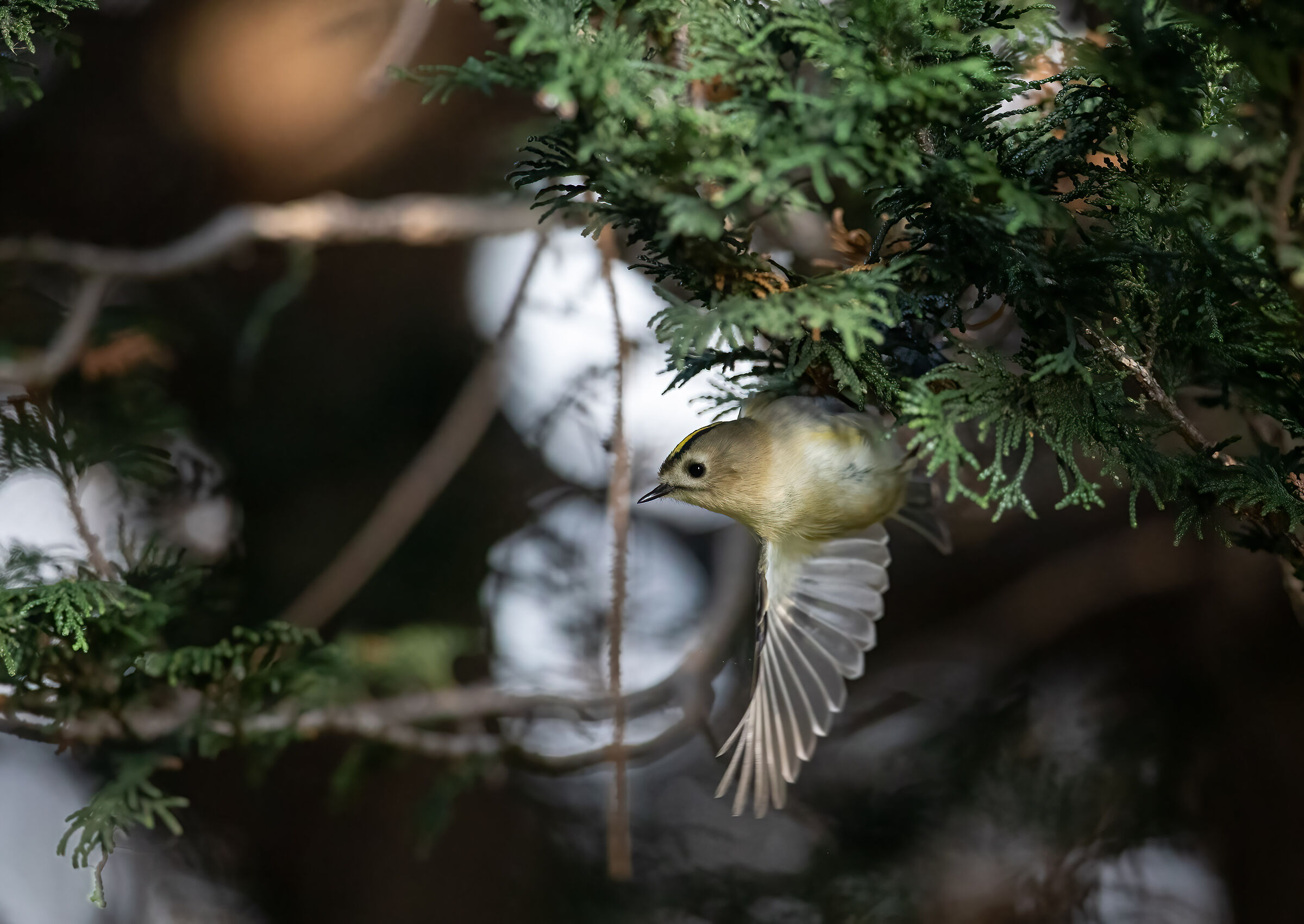 Regolo (Regulus regulus)