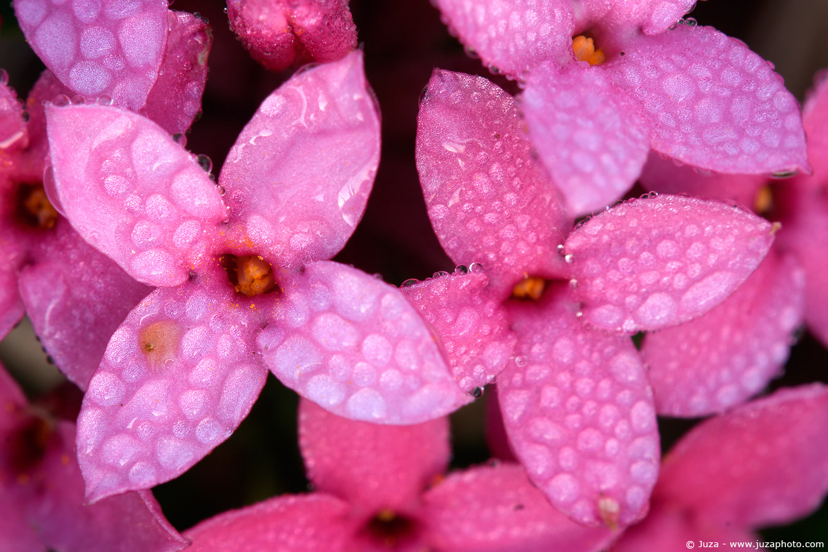 Daphne cneorum, 005549