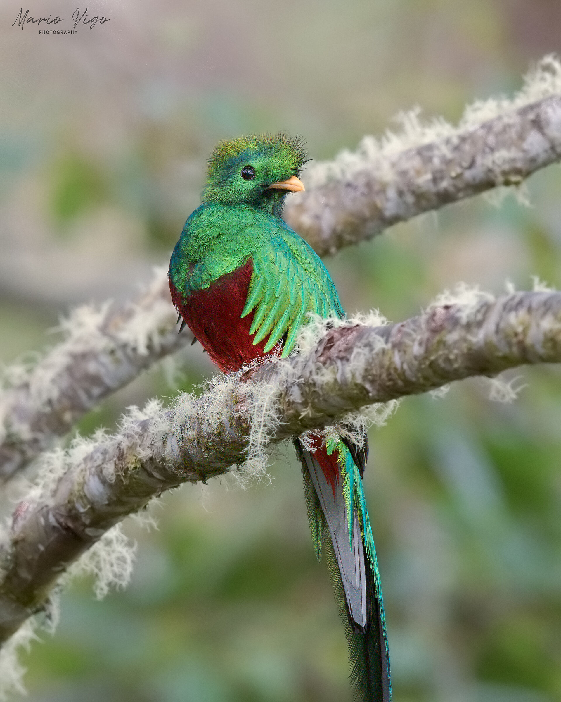 Quetzal splendente