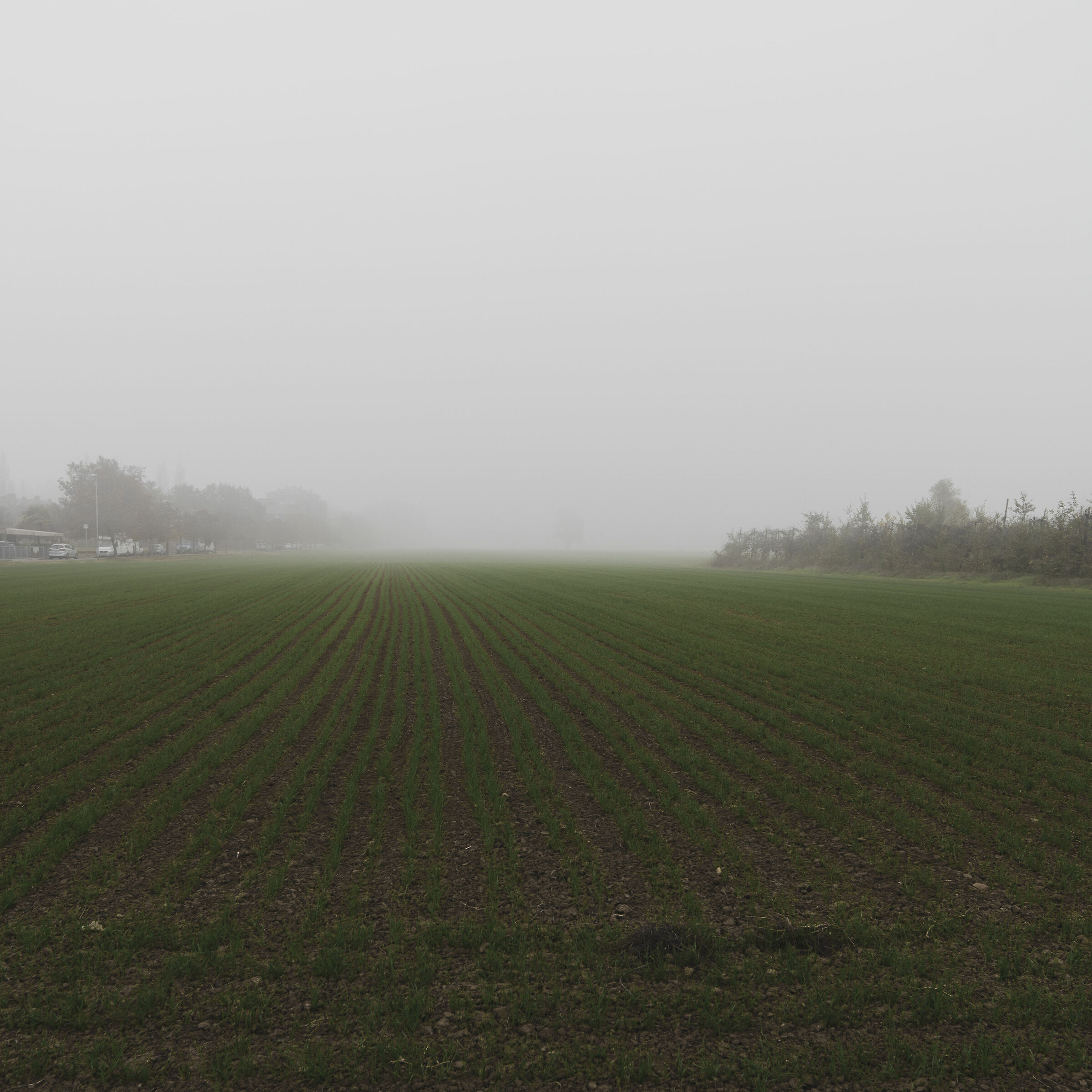 Fog