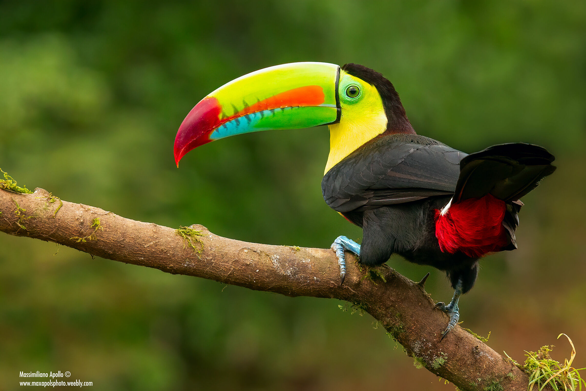 sulfide toucan ...