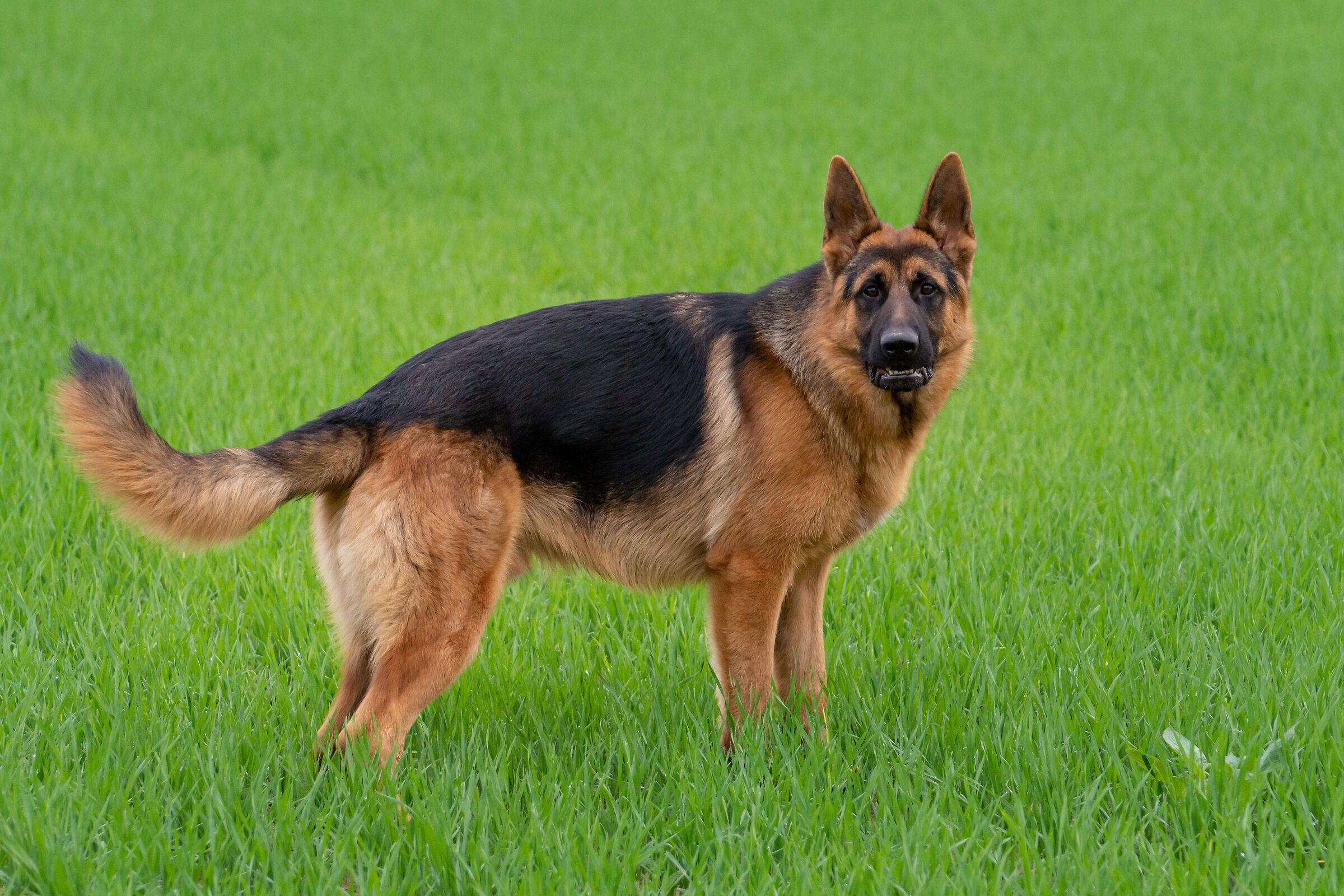 Napo posing