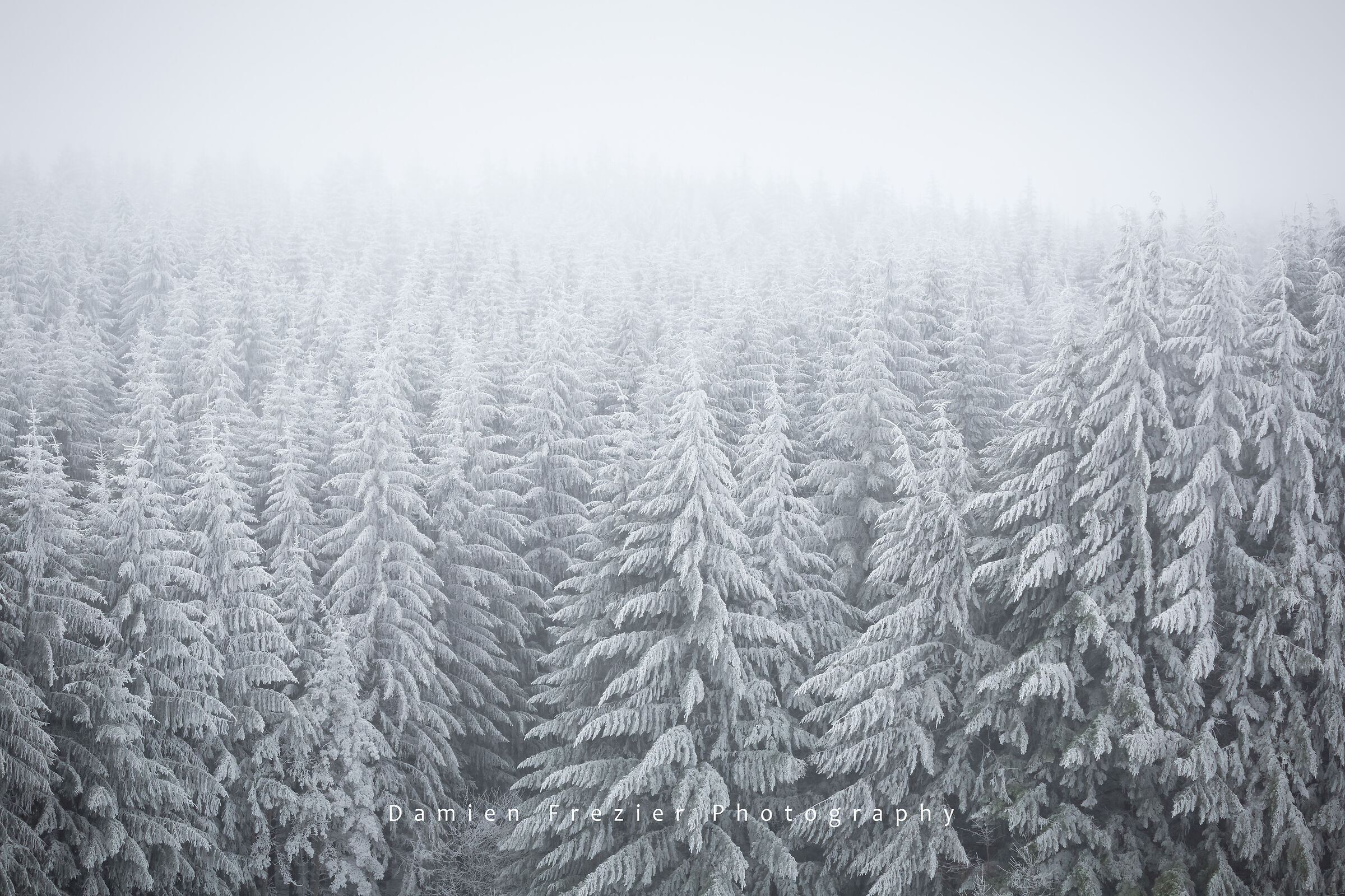 Creature pietrificate