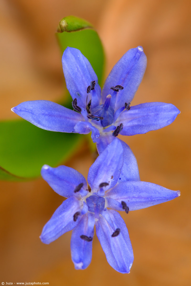 Scilla bifolia, 005530