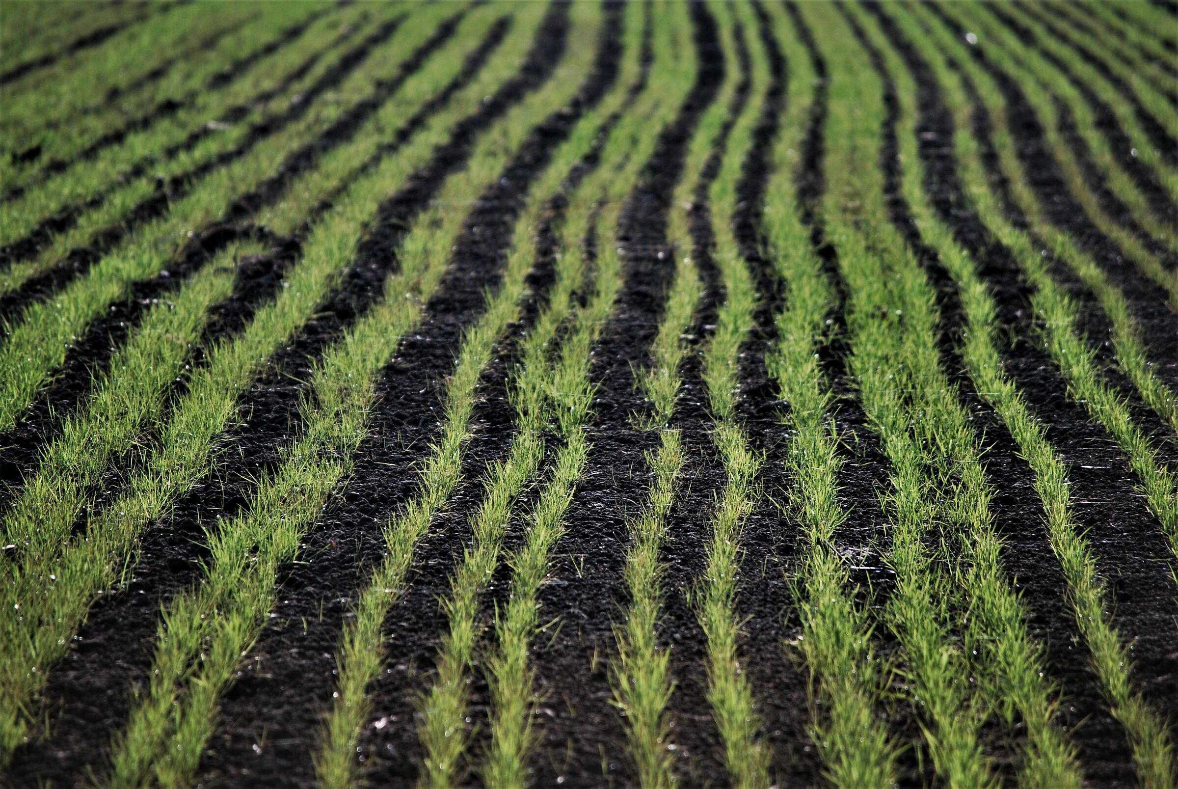germogliazione autunnale