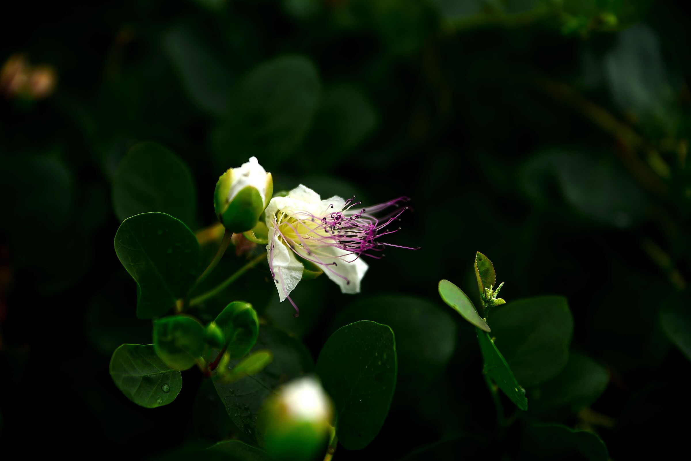 English roses from my garden