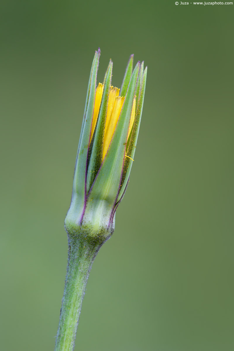 Tragopogon sp., 005771