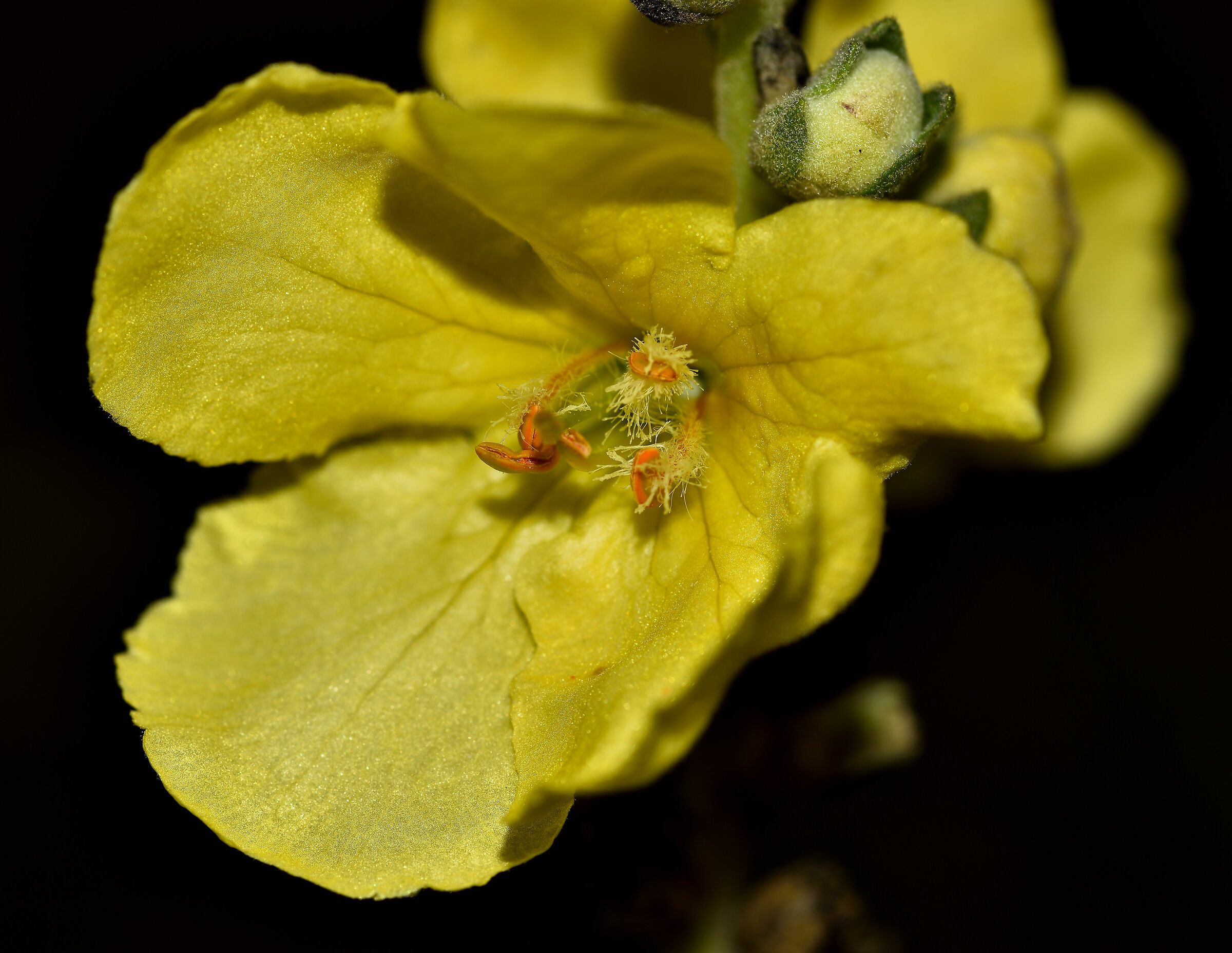 Ultime fioriture n.4