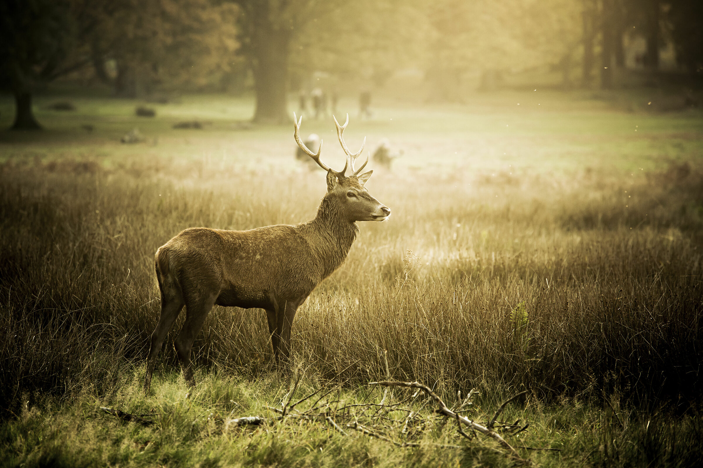 Luce dell- imbrunire