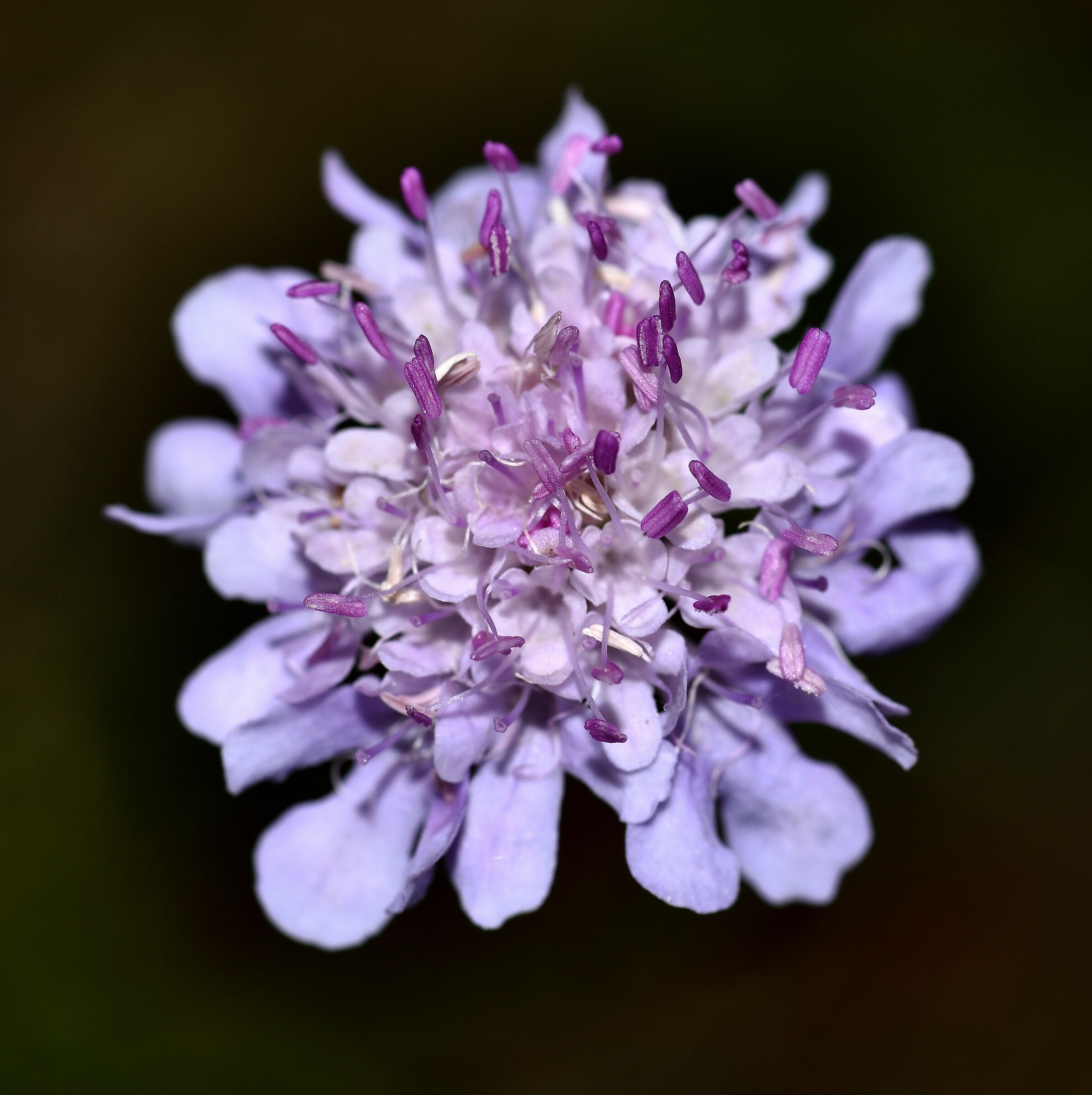 Ultime fioriture n.5