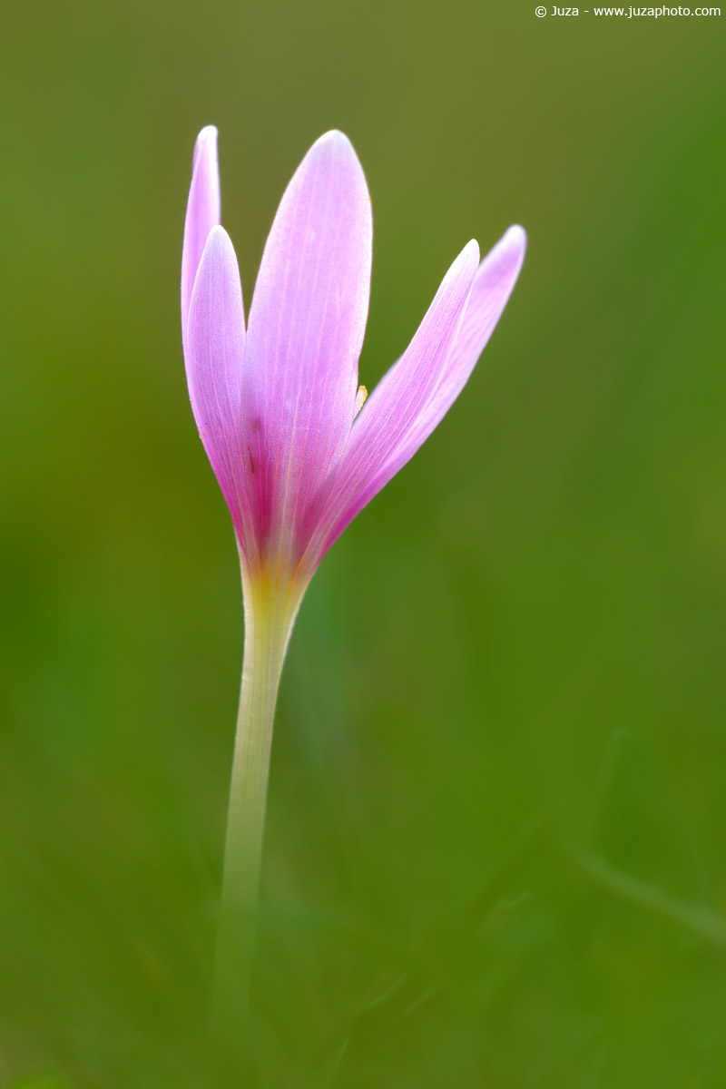 Crocus sp., 006668