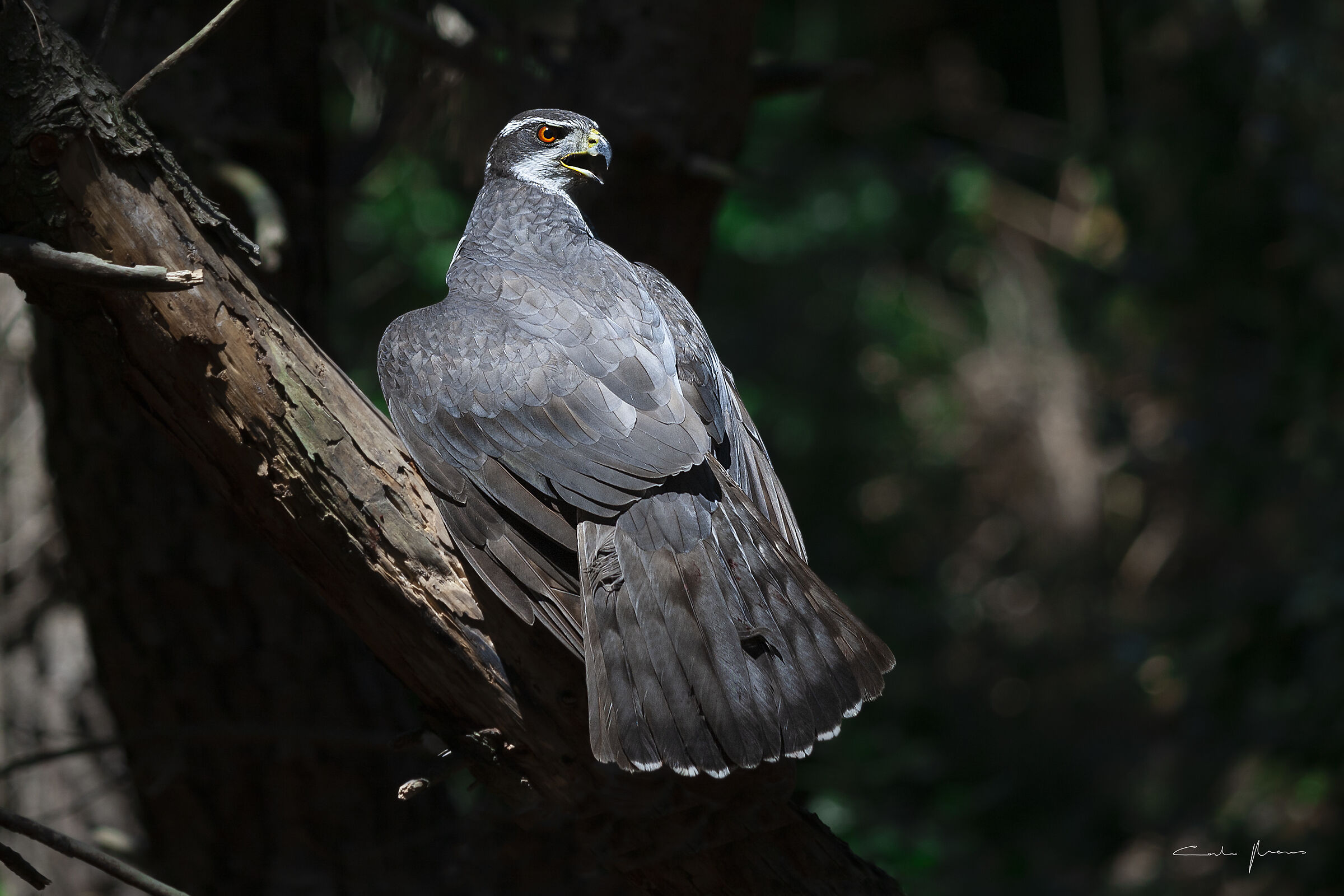 Darkness in the Hall