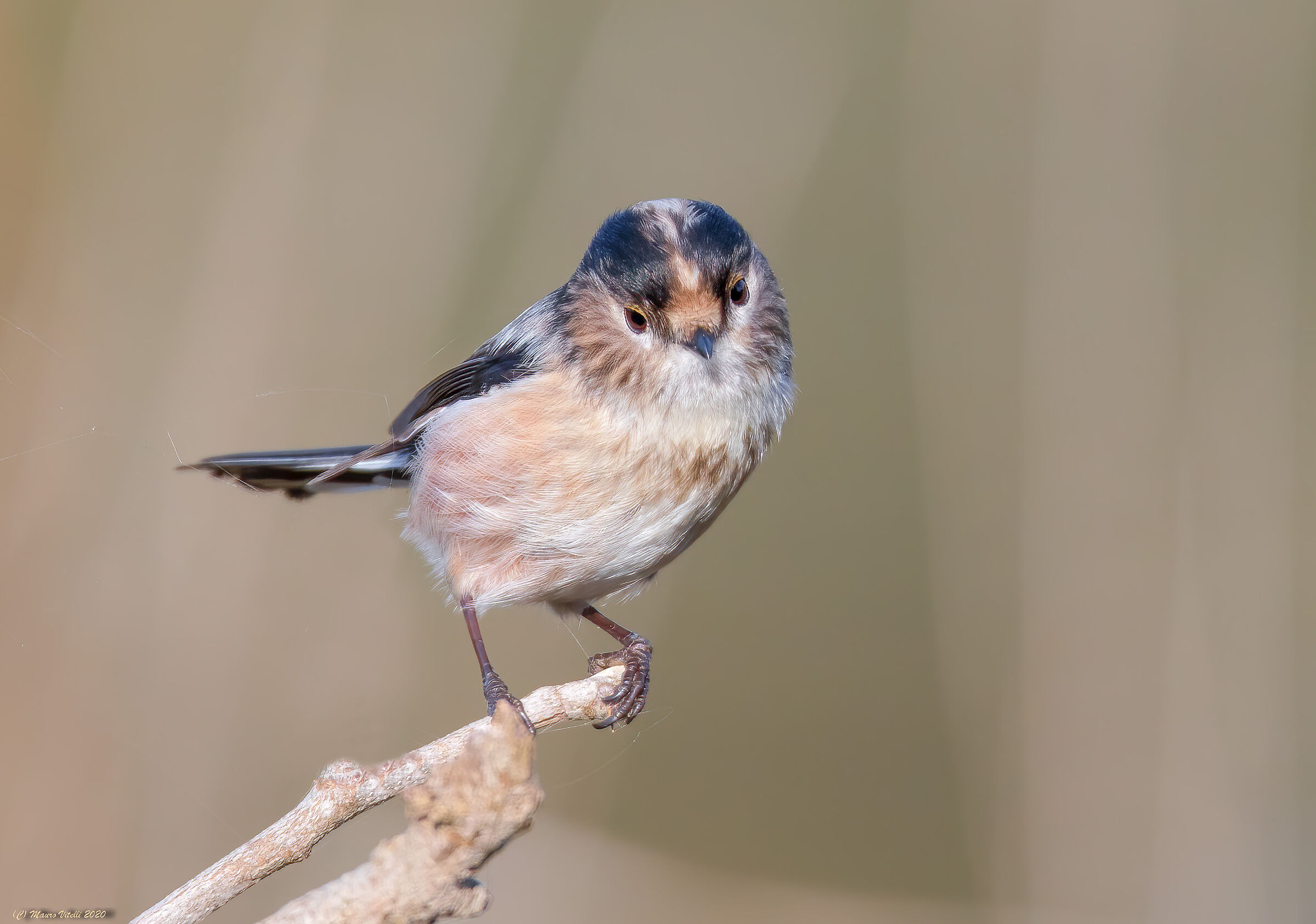The codibugnolo and the cobweb