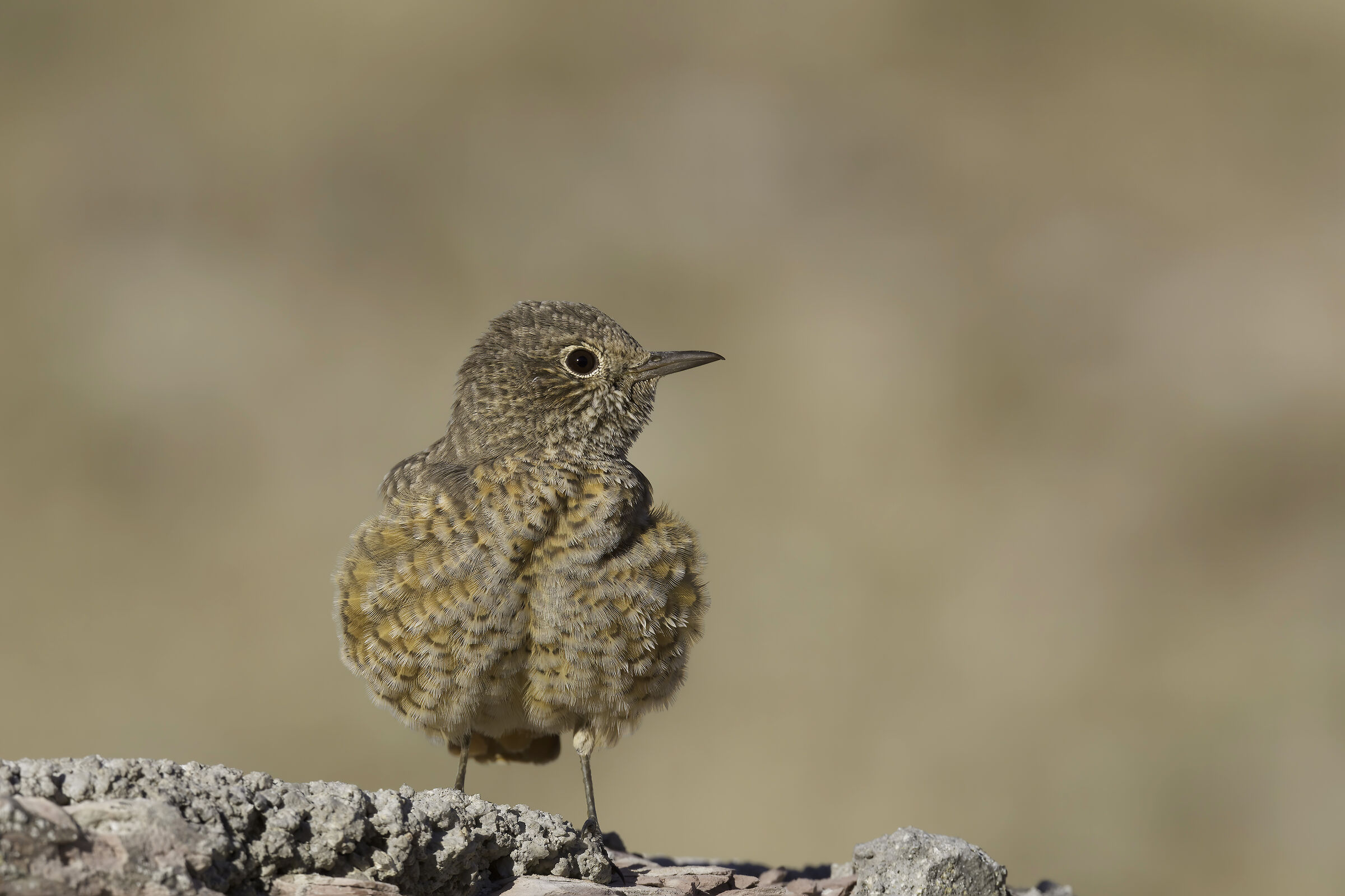 Codirossone Department (Monticola saxatilis)