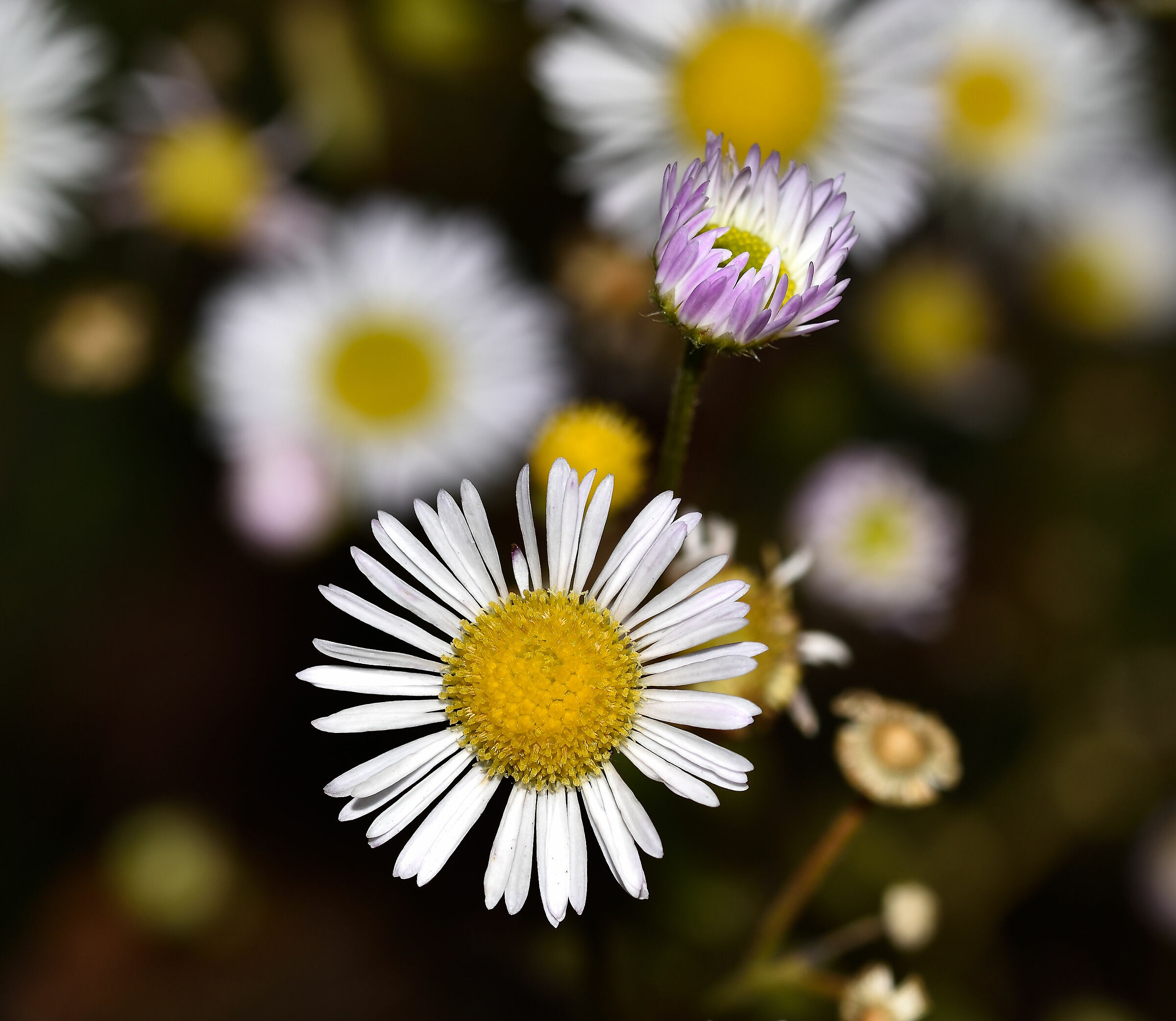 Ultime fioriture n.6