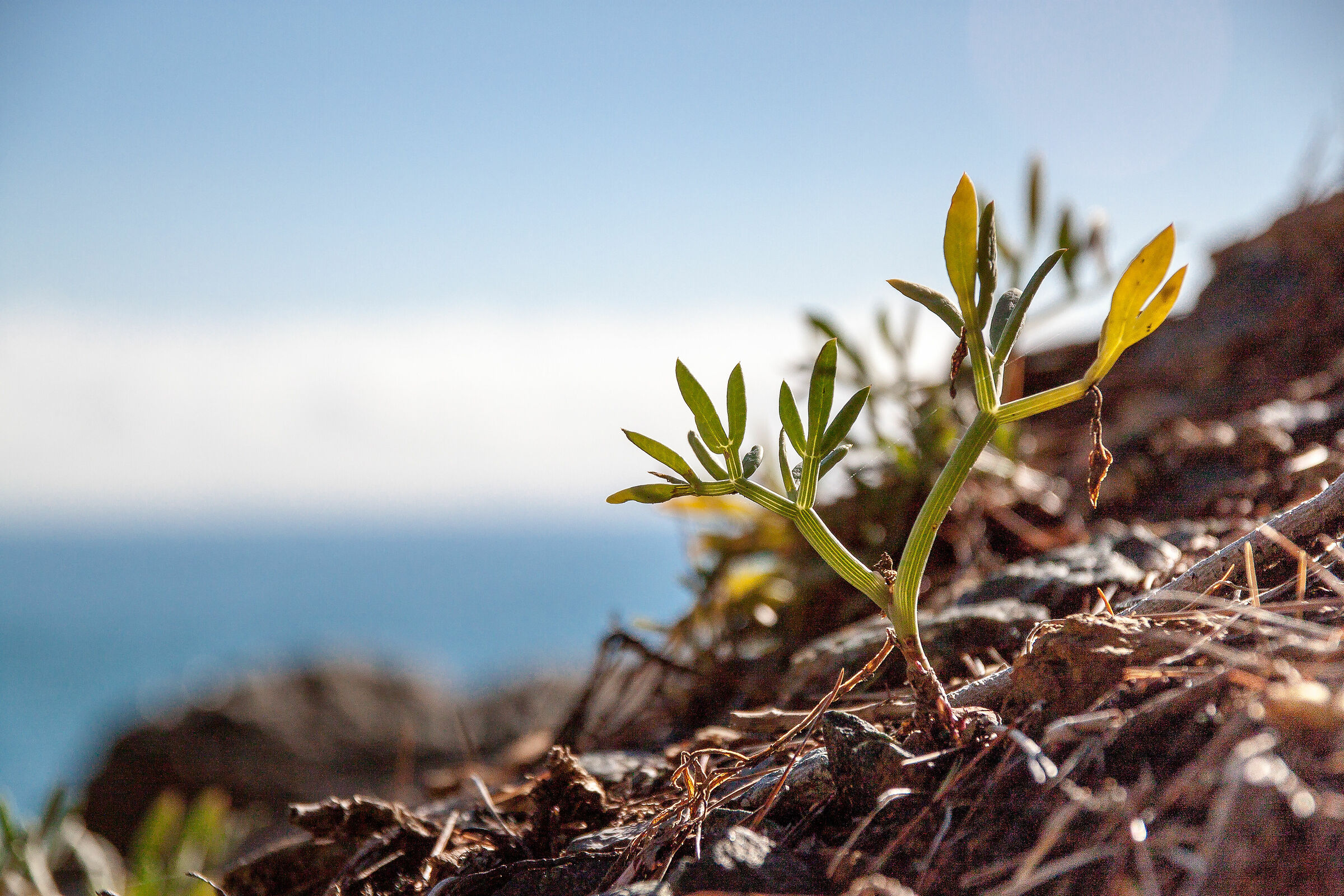 Little plants