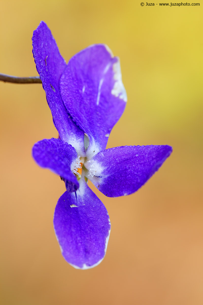 Viola canina, 012087