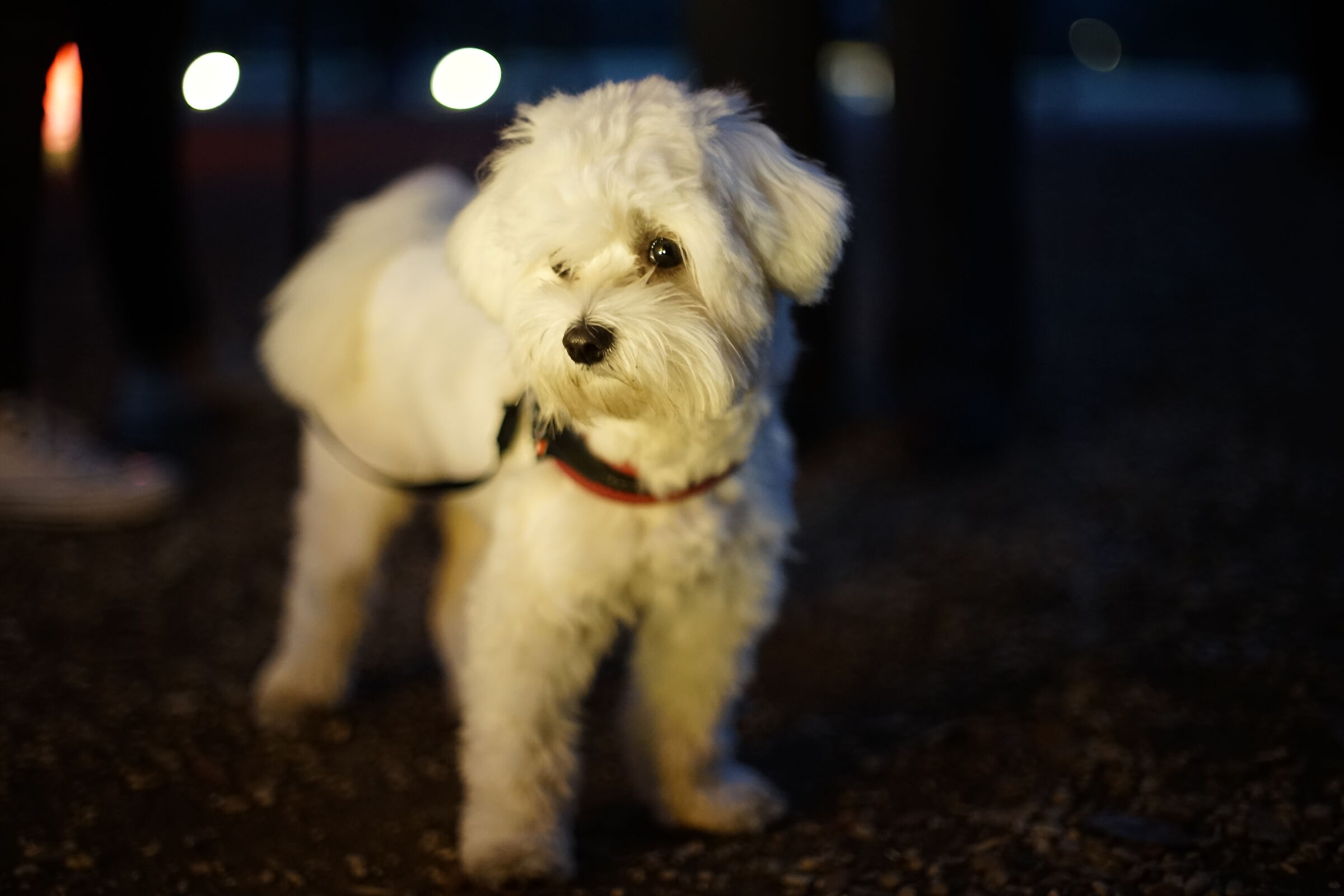 Molly at Villa Borghese