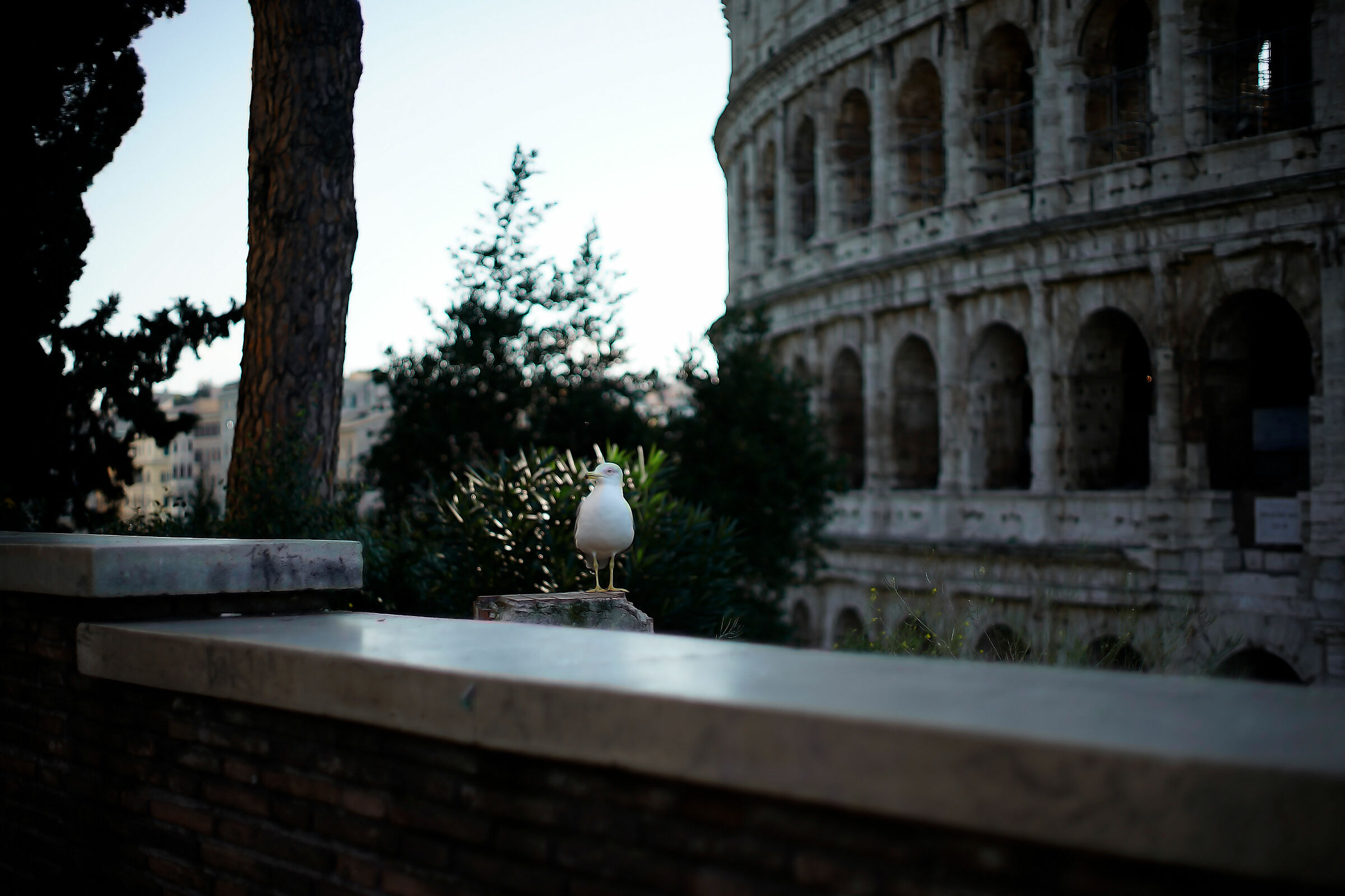 Gabbiano al Colosseo