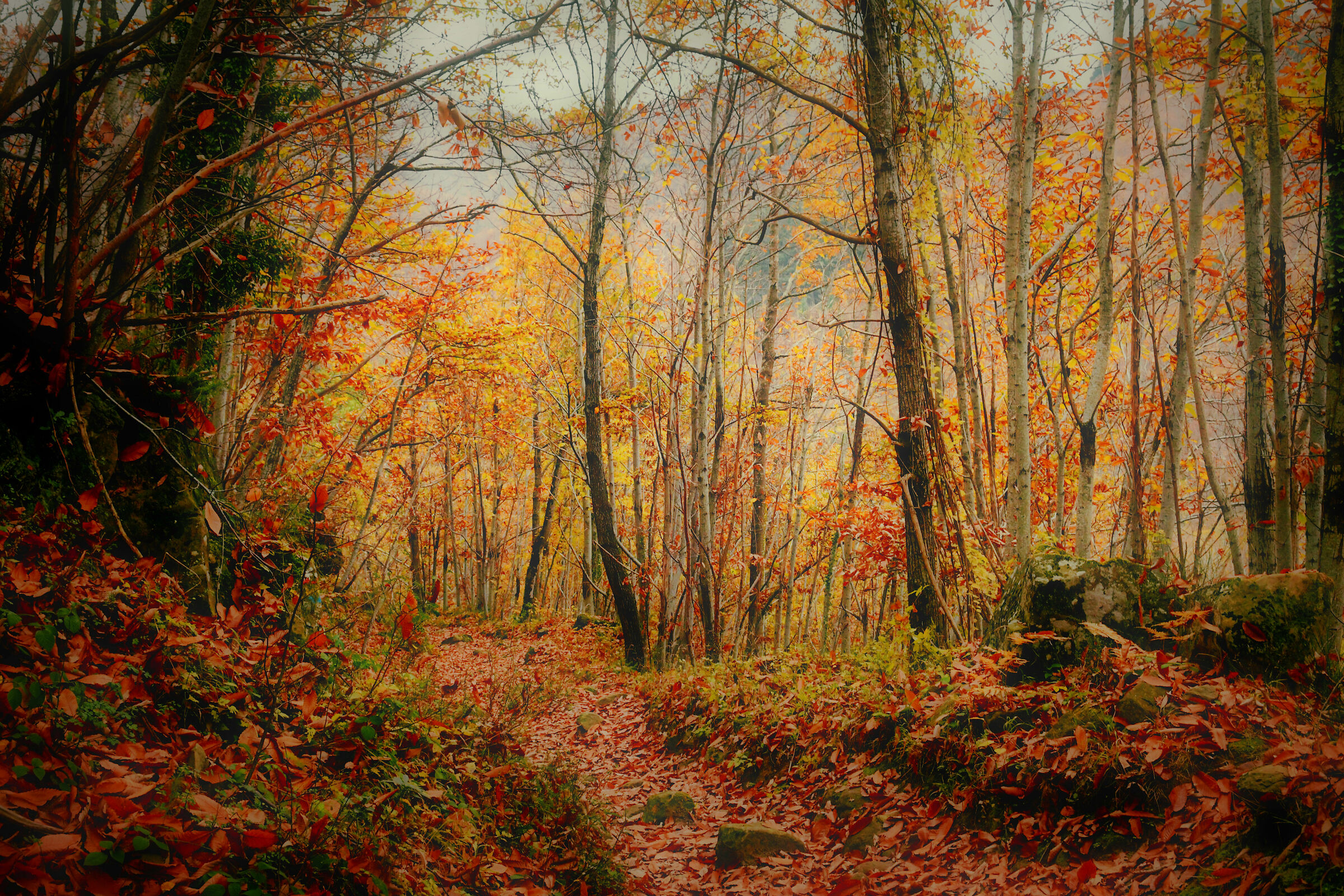 autumn coliri