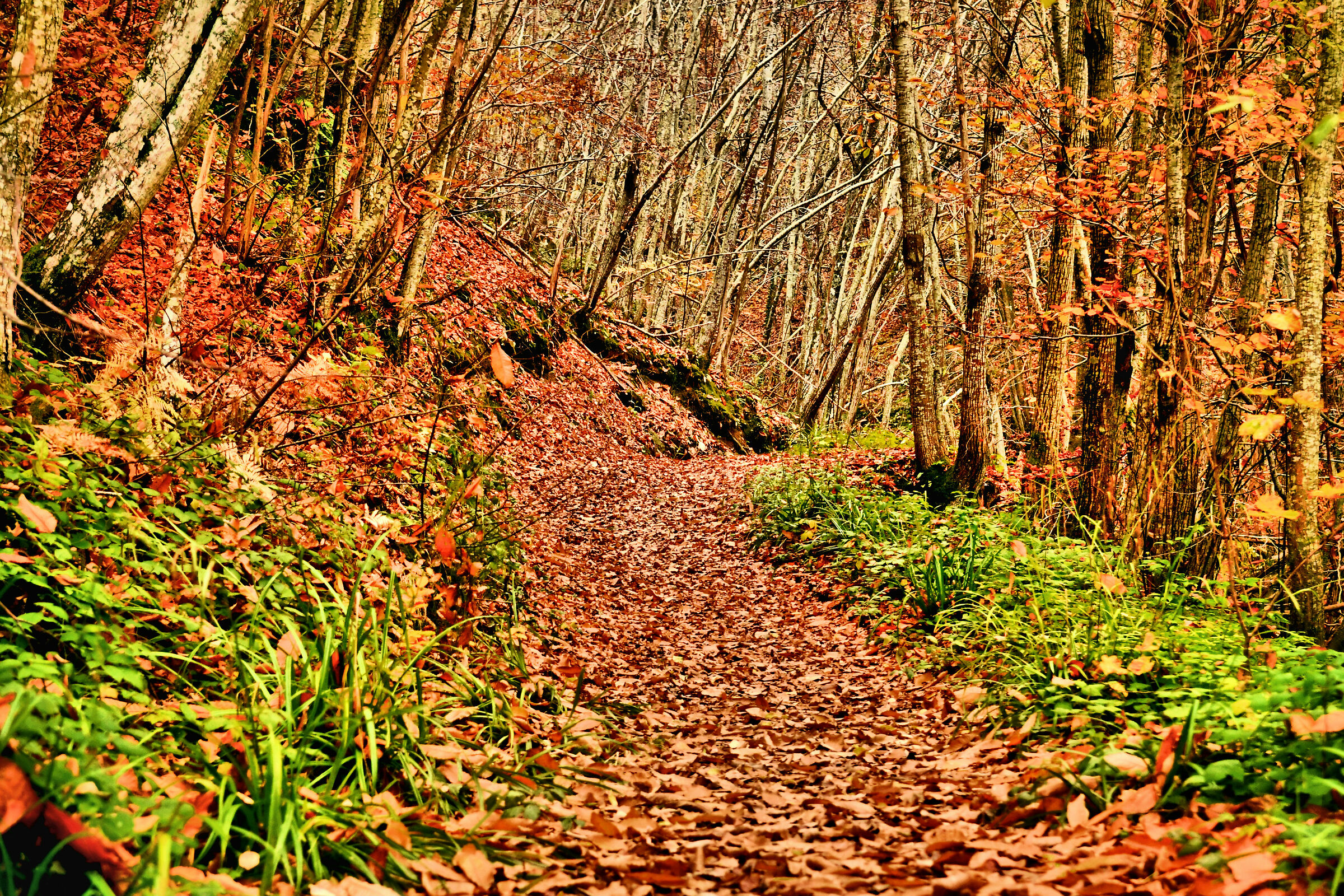 Path