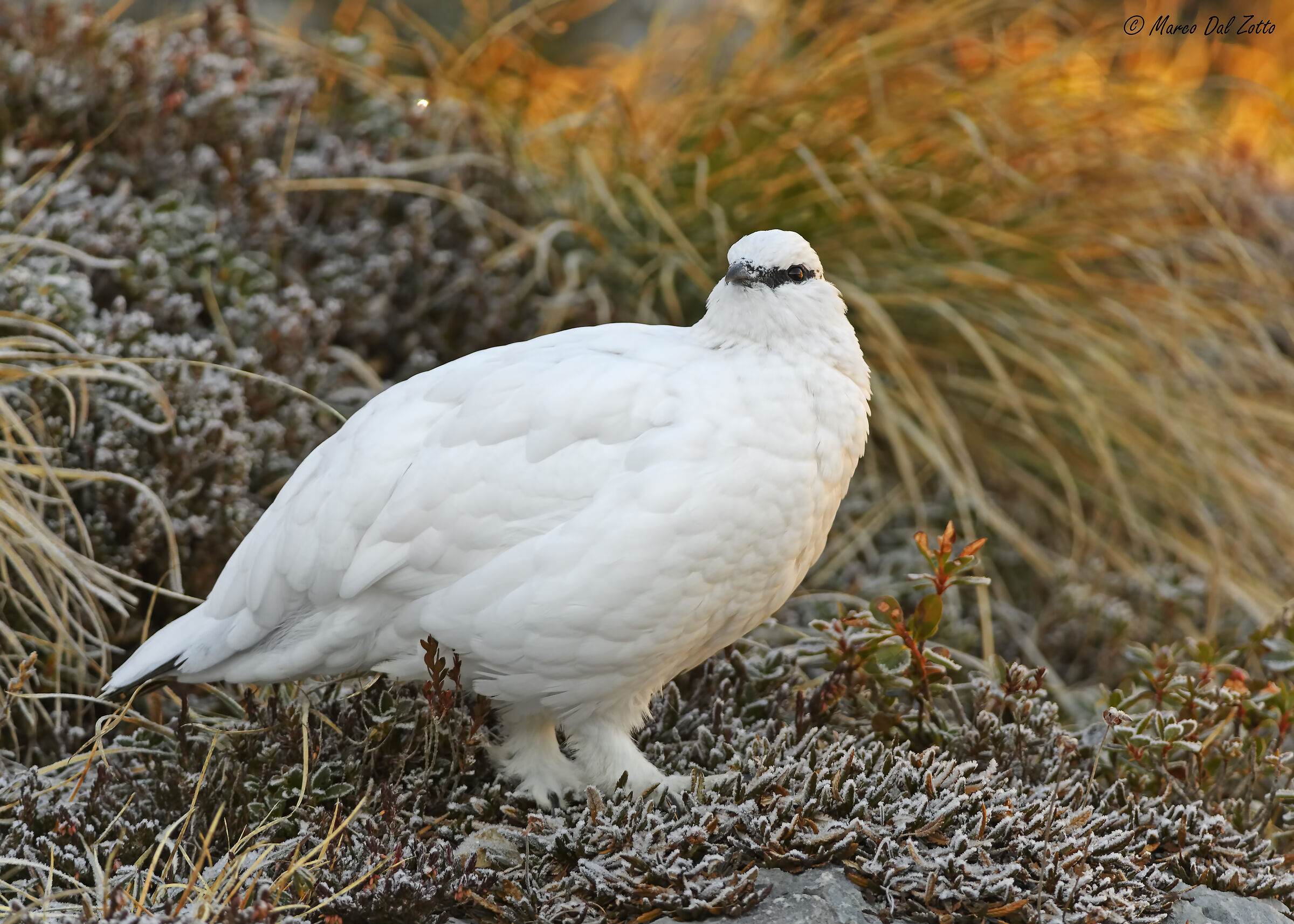 La bianca signora all'alba