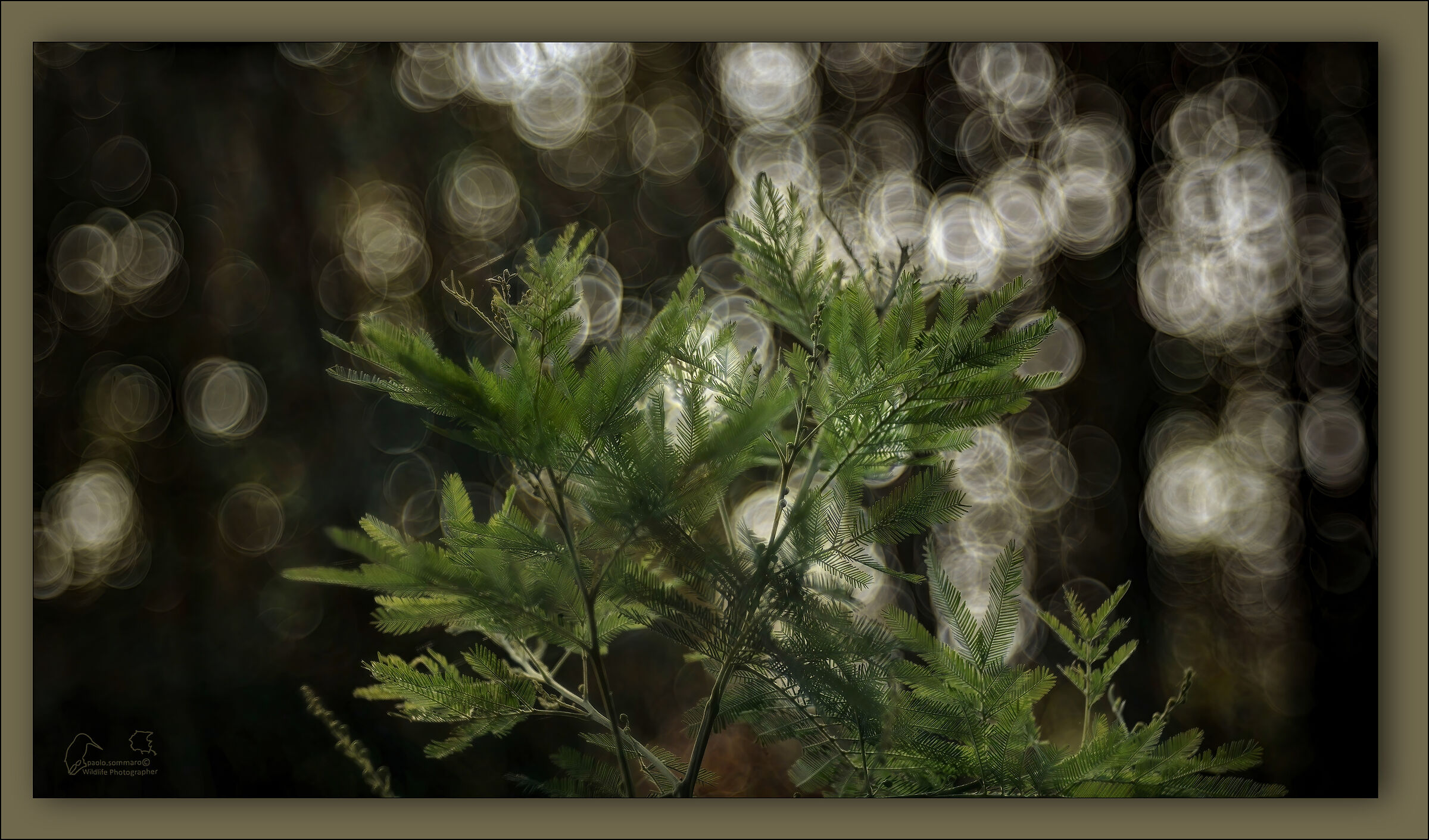 Mimosa in controluce