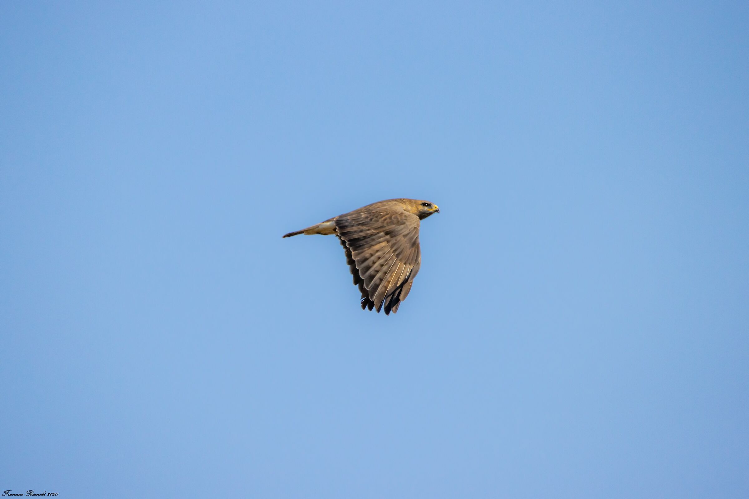 Poiana in flight