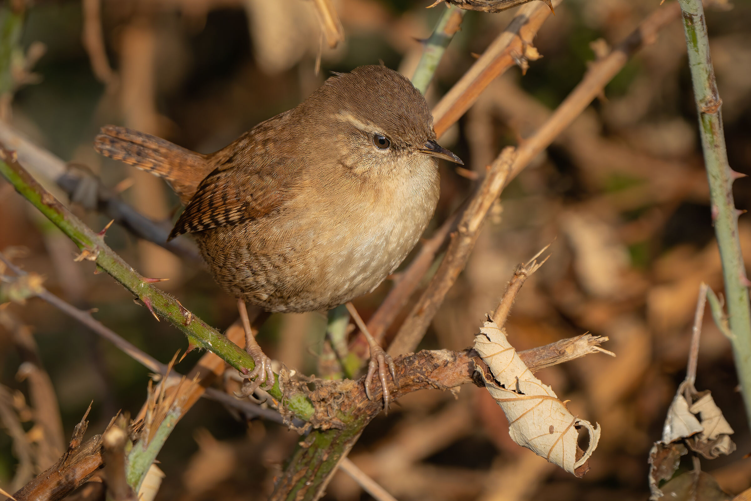 Wren