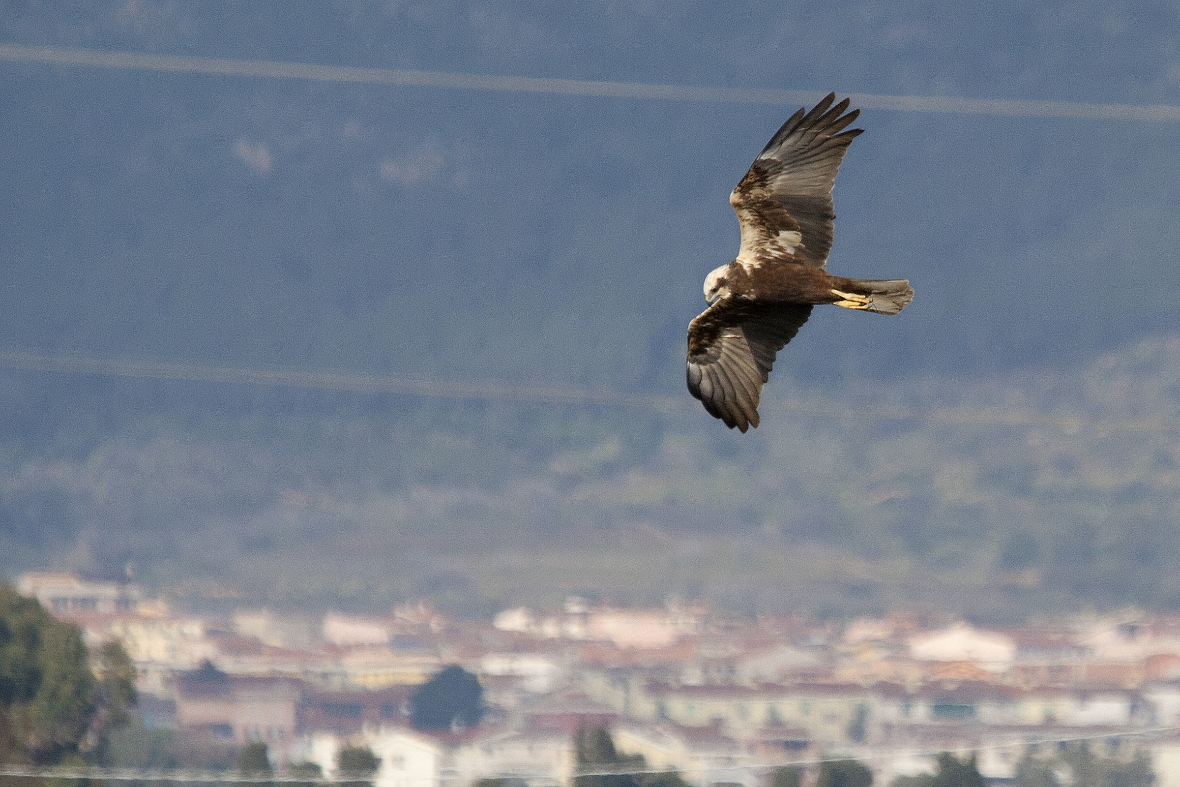 Marsh Harrier female